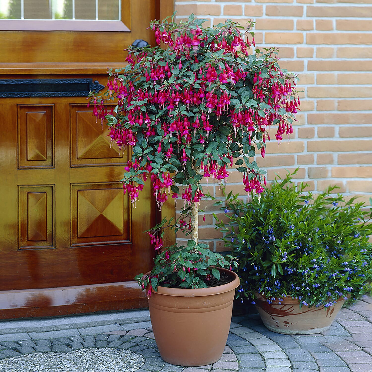 Pair of Ornamental Patio Fuchsia Trees - Voted UK No1 Bedding Plant by Which Magazine