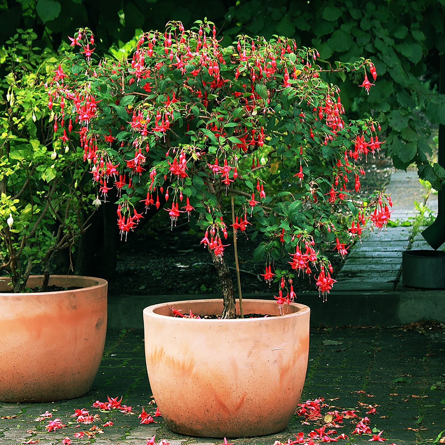 Pair of Ornamental Patio Fuchsia Trees - Voted UK No1 Bedding Plant by Which Magazine