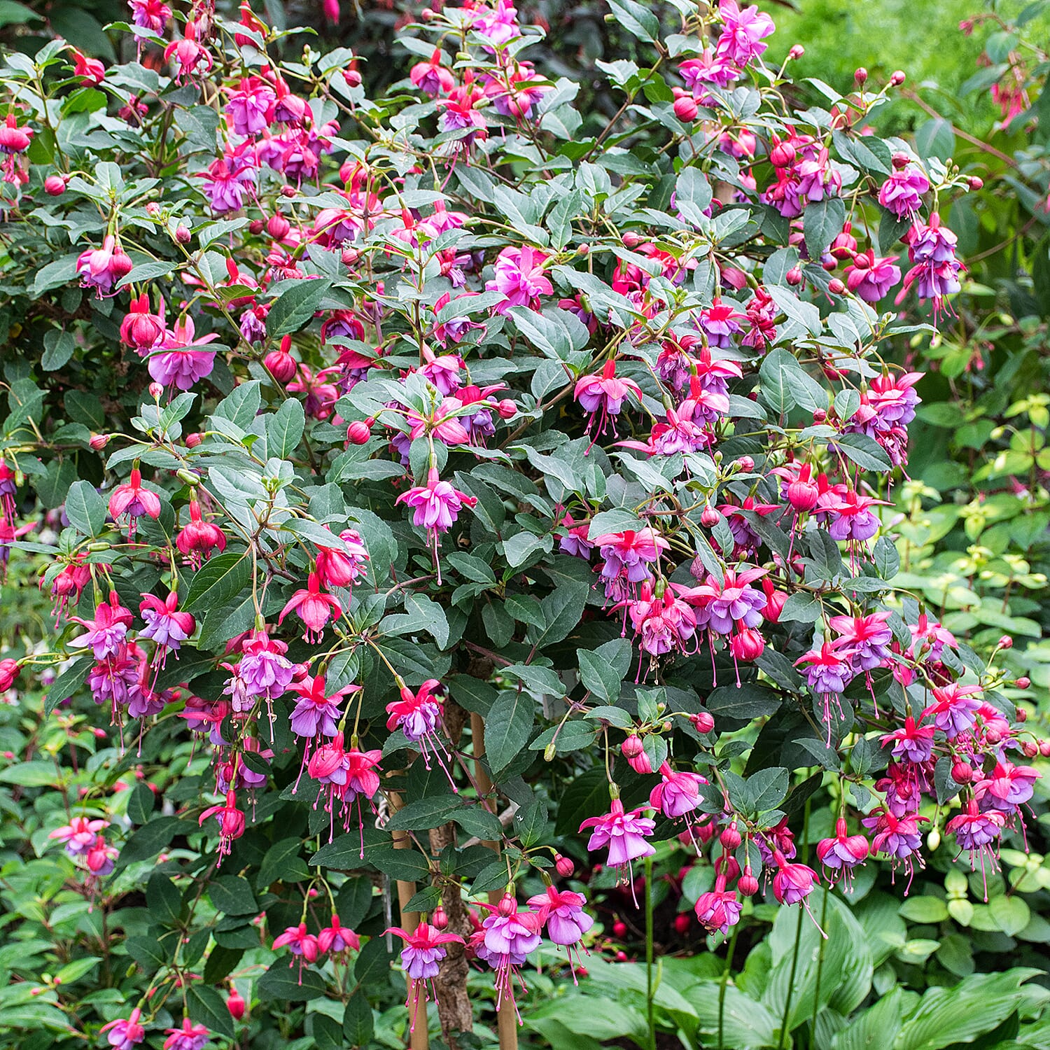Pair of Ornamental Patio Fuchsia Trees - Voted UK No1 Bedding Plant by Which Magazine