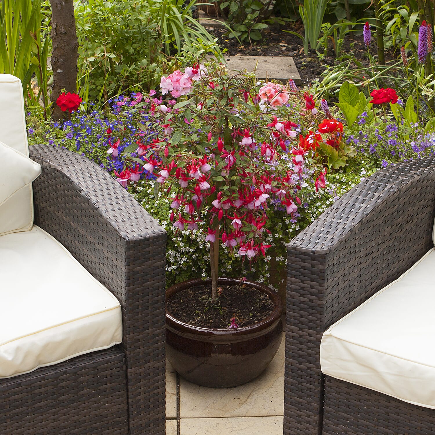Pair of Ornamental Patio Fuchsia Trees - Voted UK No1 Bedding Plant by Which Magazine