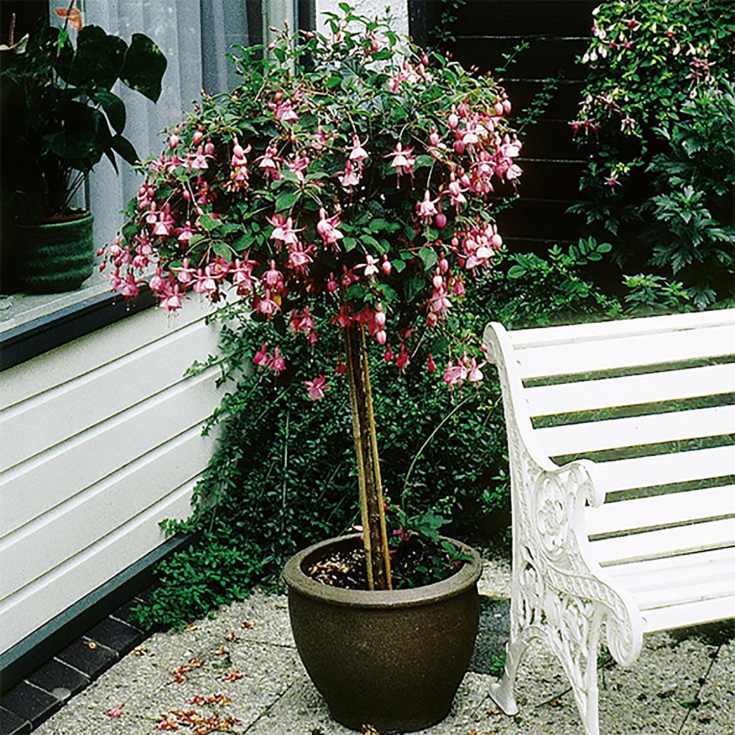 Pair of Ornamental Patio Fuchsia Trees - Voted UK No1 Bedding Plant by Which Magazine