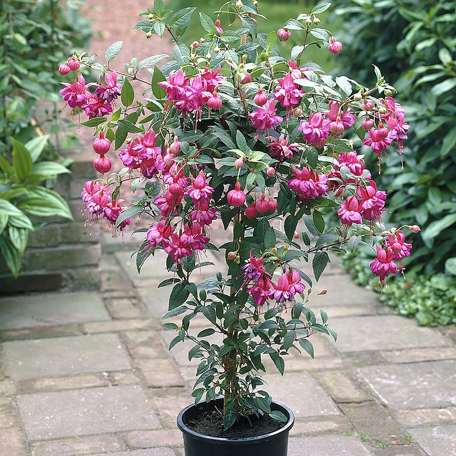 Pair of Ornamental Patio Fuchsia Trees - Voted UK No1 Bedding Plant by Which Magazine