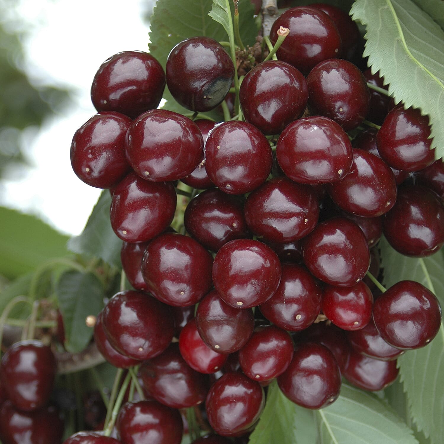 Porthos Cherry Bush in 3L Pot - High Yield Sweet Eating Cherries