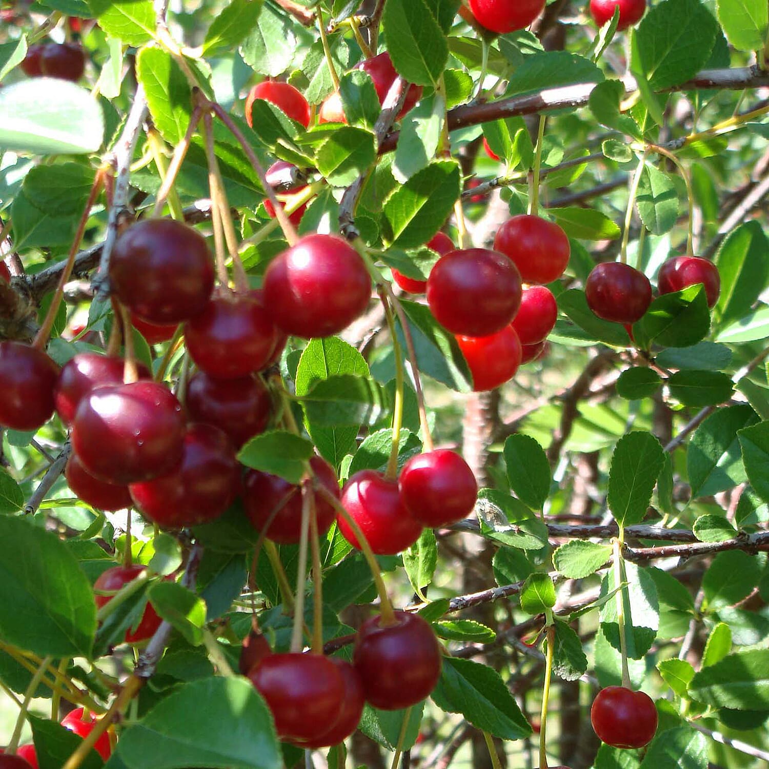 Porthos Cherry Bush in 3L Pot - High Yield Sweet Eating Cherries