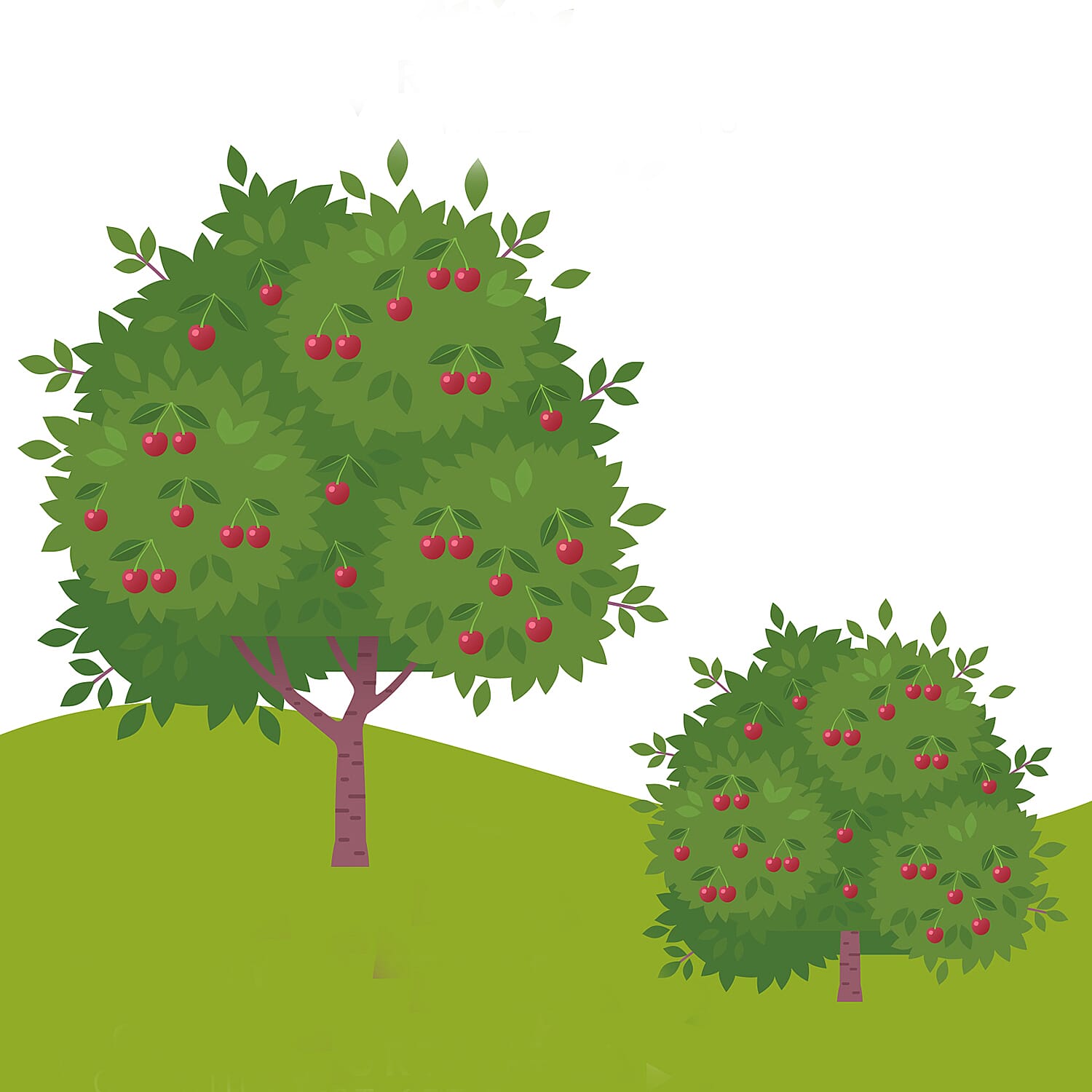 Porthos Cherry Bush in 3L Pot - High Yield Sweet Eating Cherries