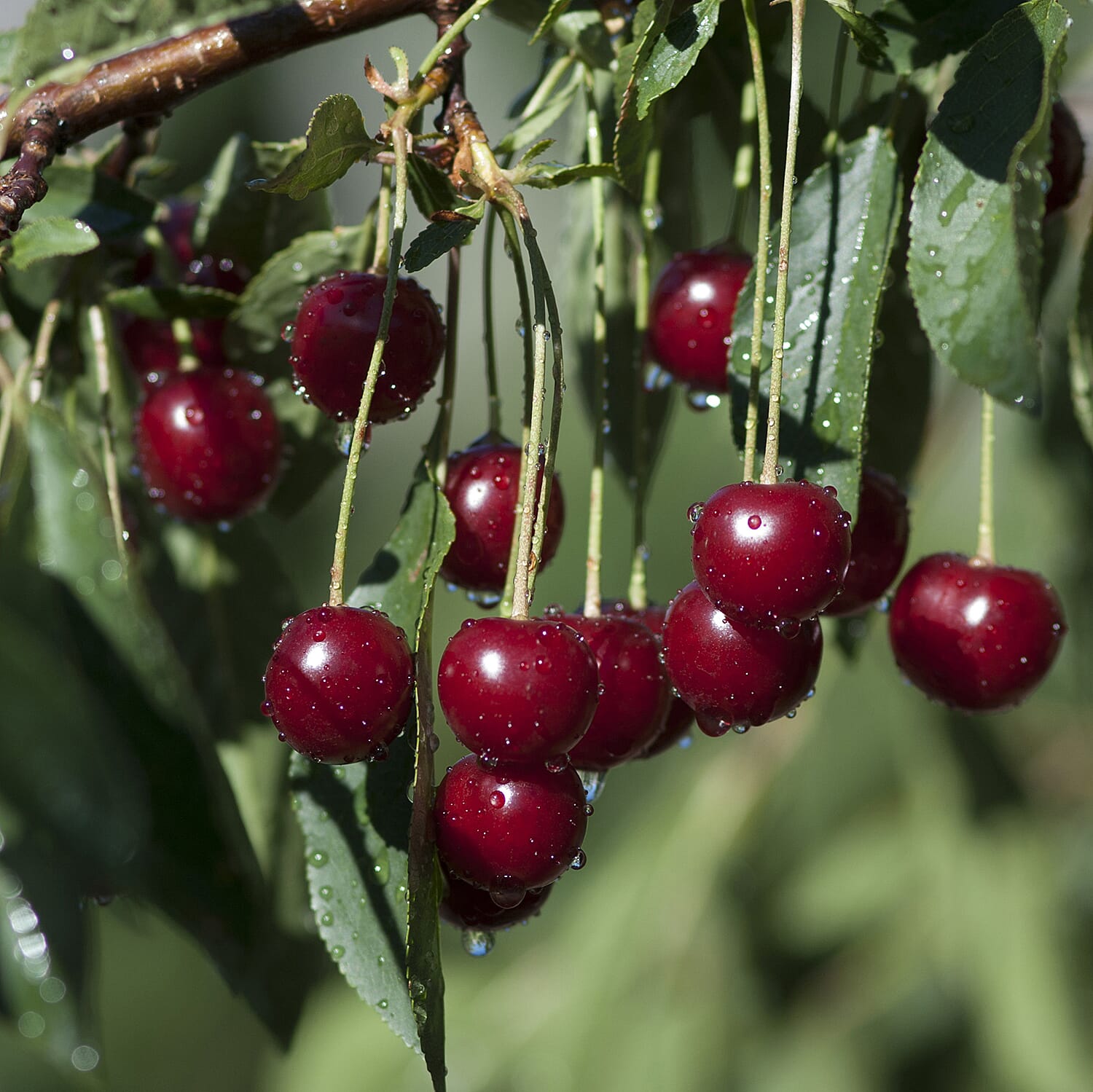 Porthos Cherry Bush in 3L Pot - High Yield Sweet Eating Cherries
