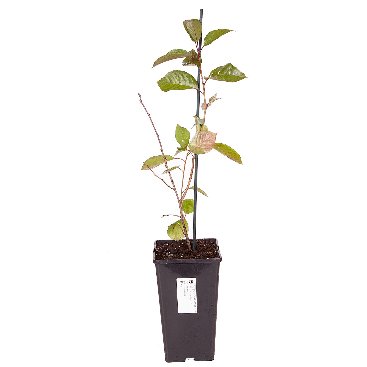 Porthos Cherry Bush in 3L Pot - High Yield Sweet Eating Cherries