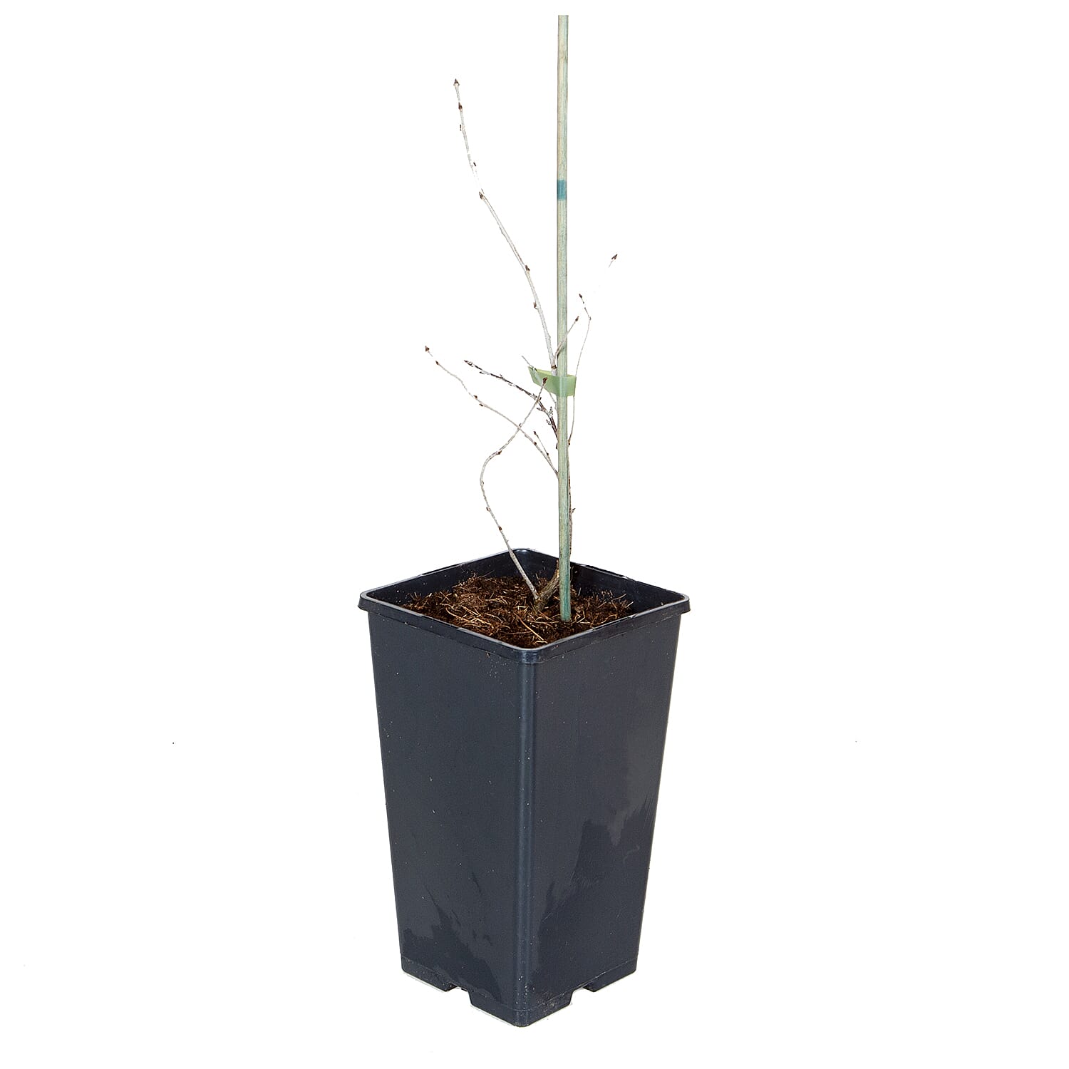 Porthos Cherry Bush in 3L Pot - High Yield Sweet Eating Cherries