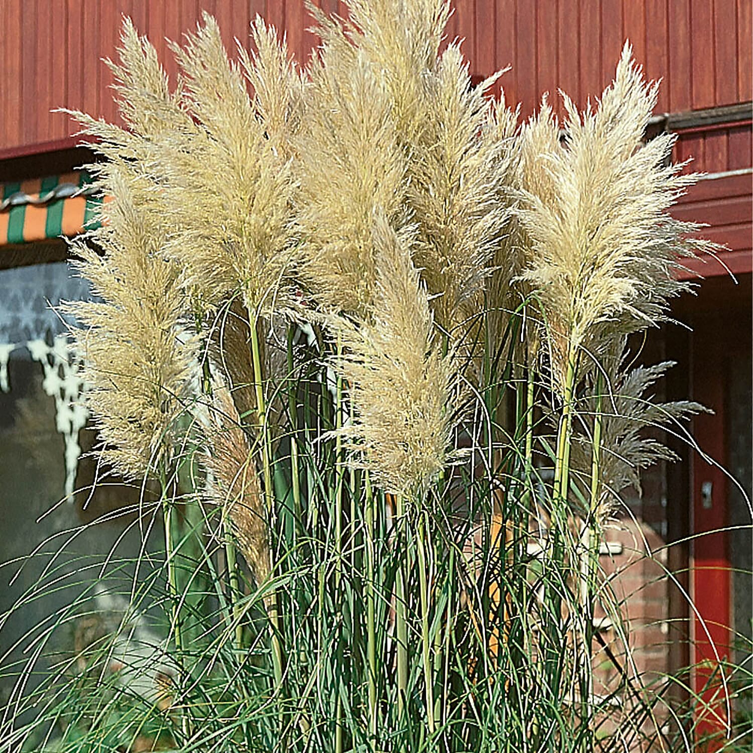 3 - Pampas Grass in 9cm Pots, Hardy, Grows up to 6-10ft Tall