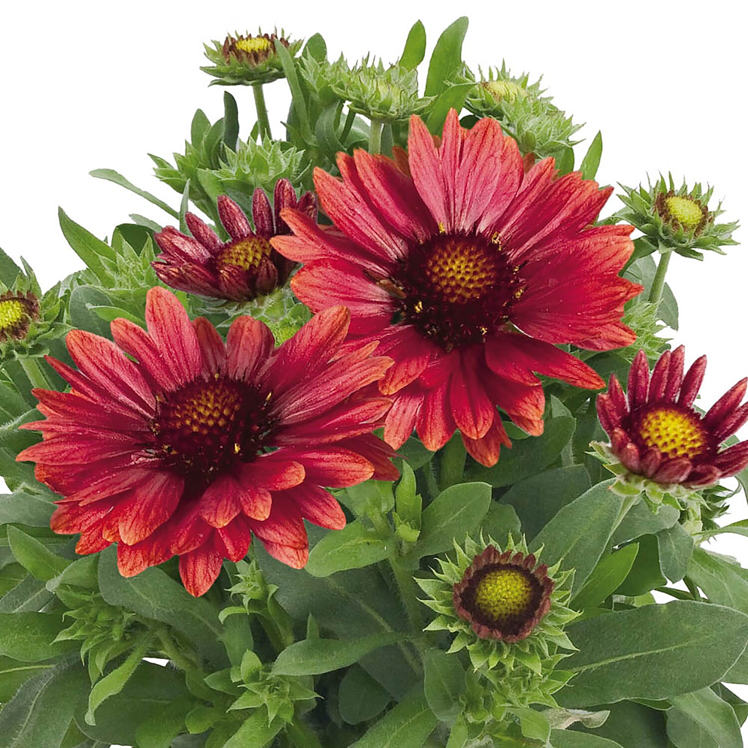 Set of 3 - Gaillardia Arizona Red in 9cm Pots