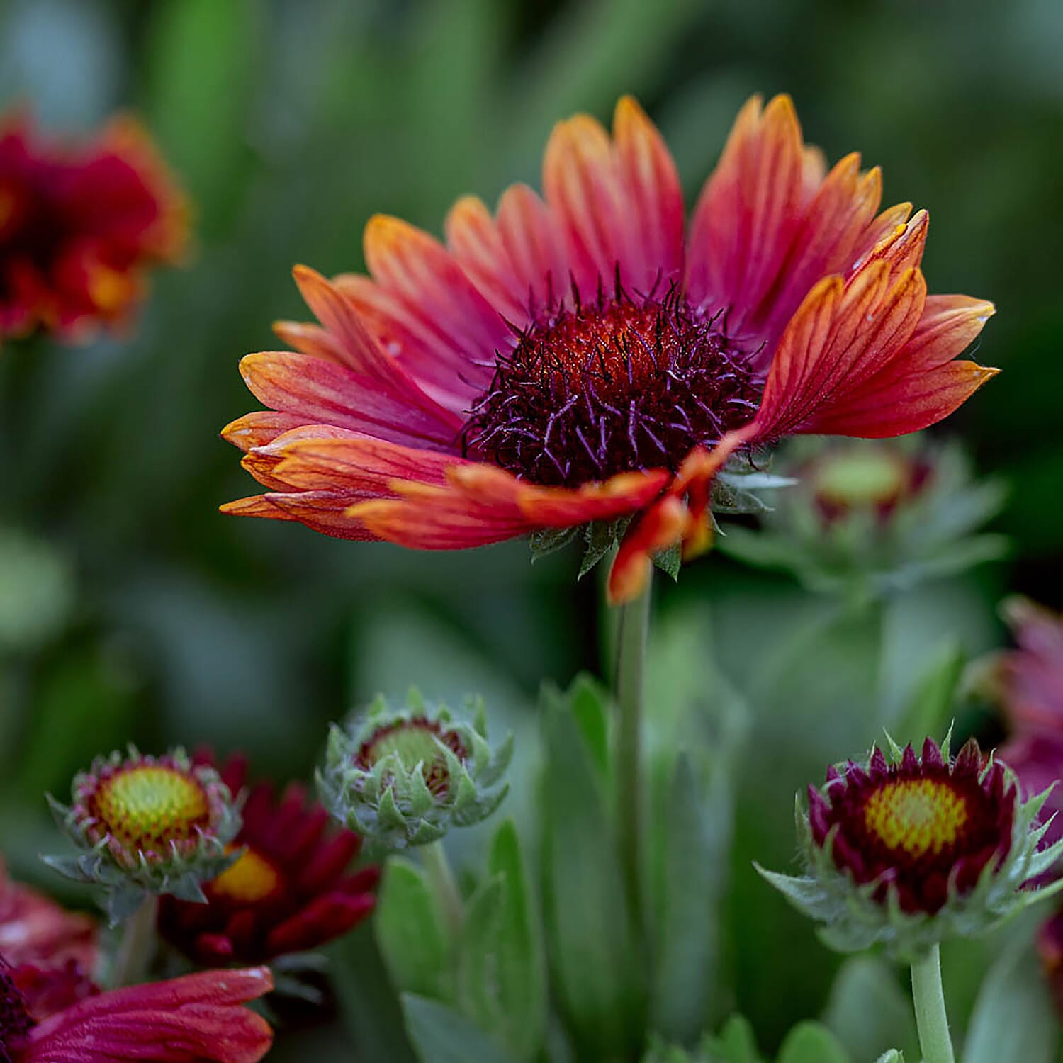 Set of 3 - Gaillardia Arizona Red in 9cm Pots