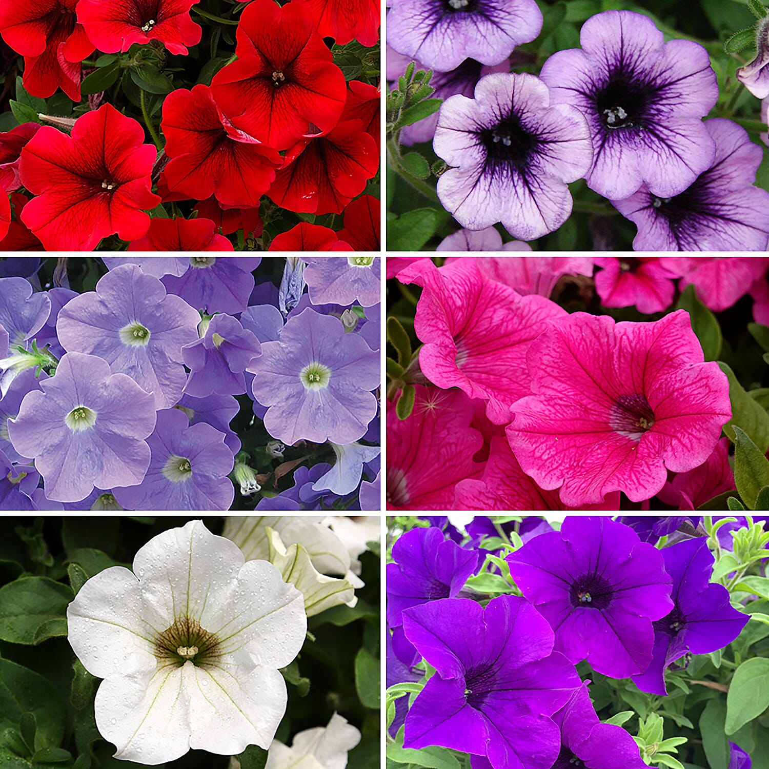 4 Red Planters with 12 Petunia & Lobelia Plug Plants with 40L Compost