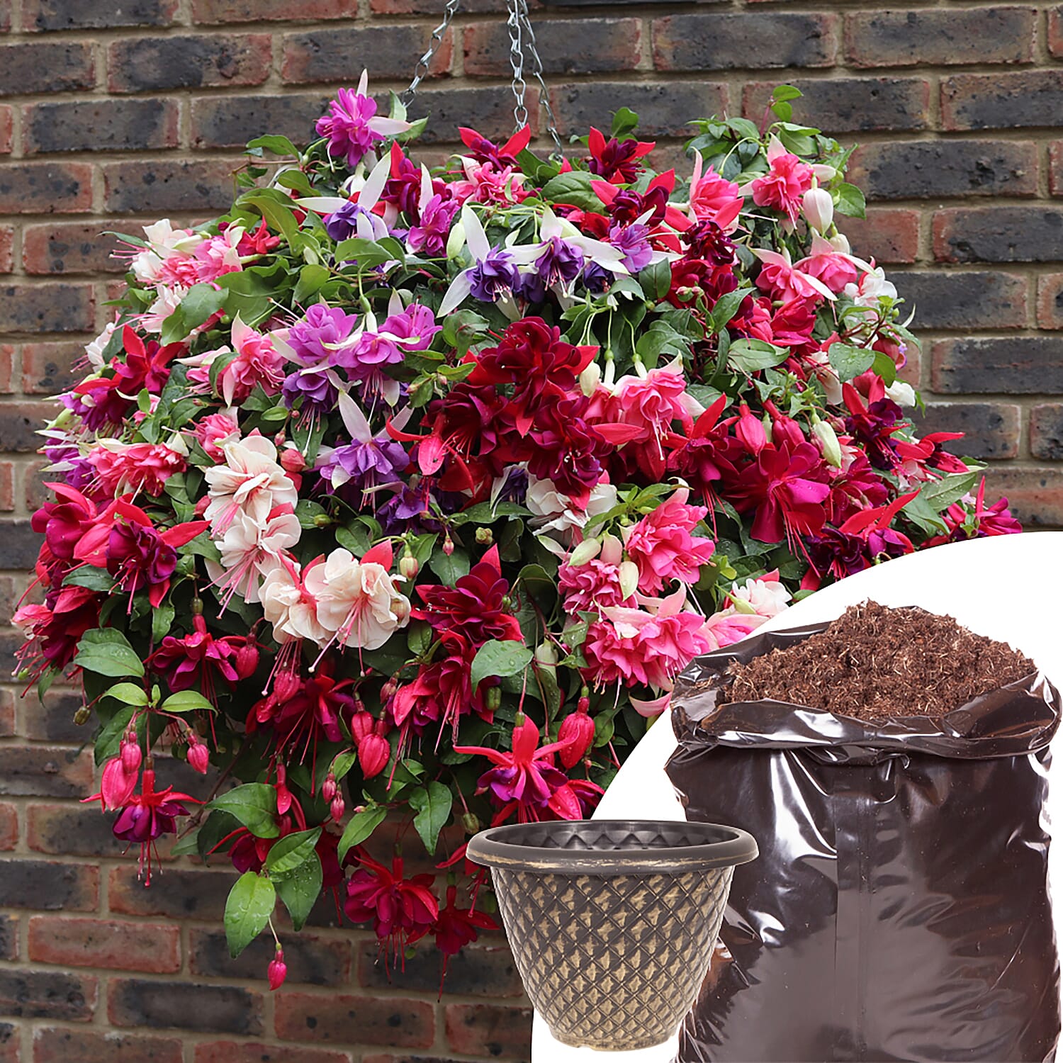 Collection of 12 Jumbo Fuchsia Plug Plants with Planters & 20L Compost