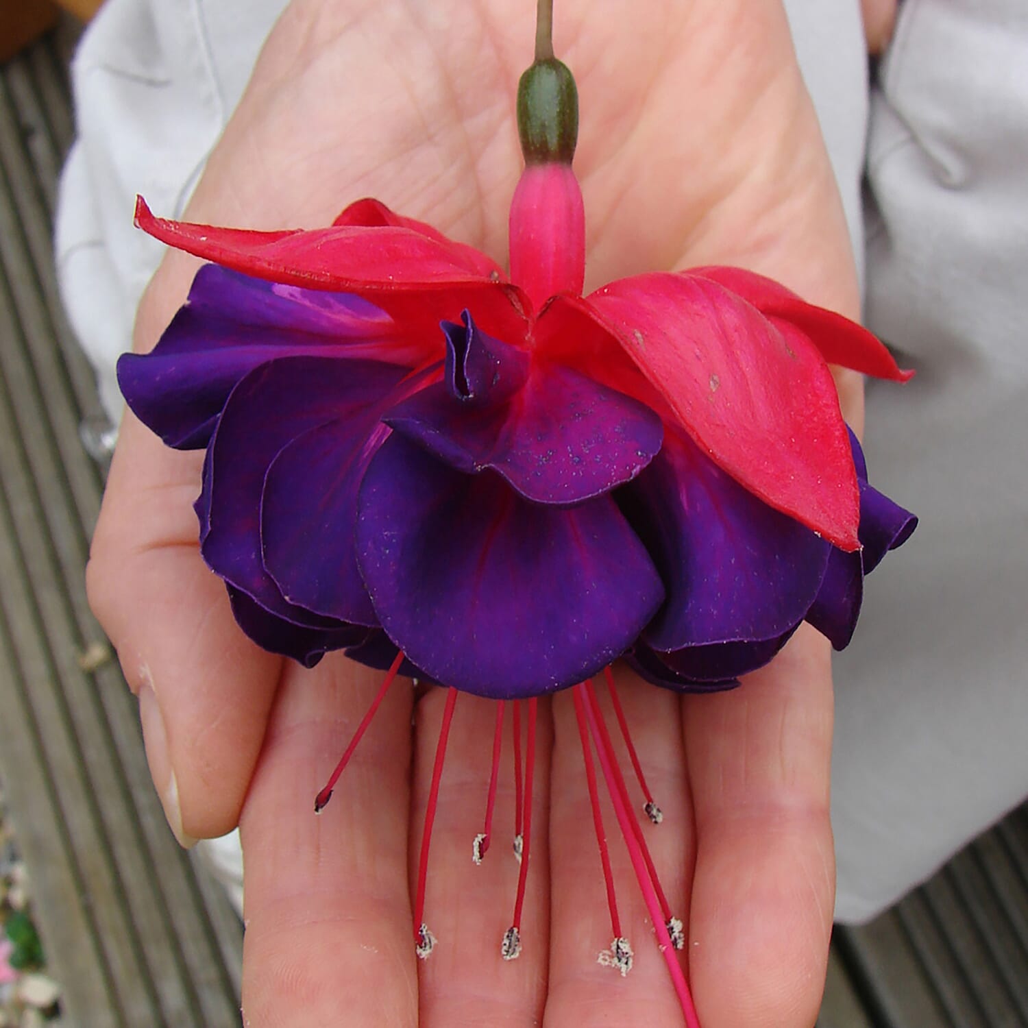 Collection of 12 Jumbo Fuchsia Plug Plants with Planters & 20L Compost