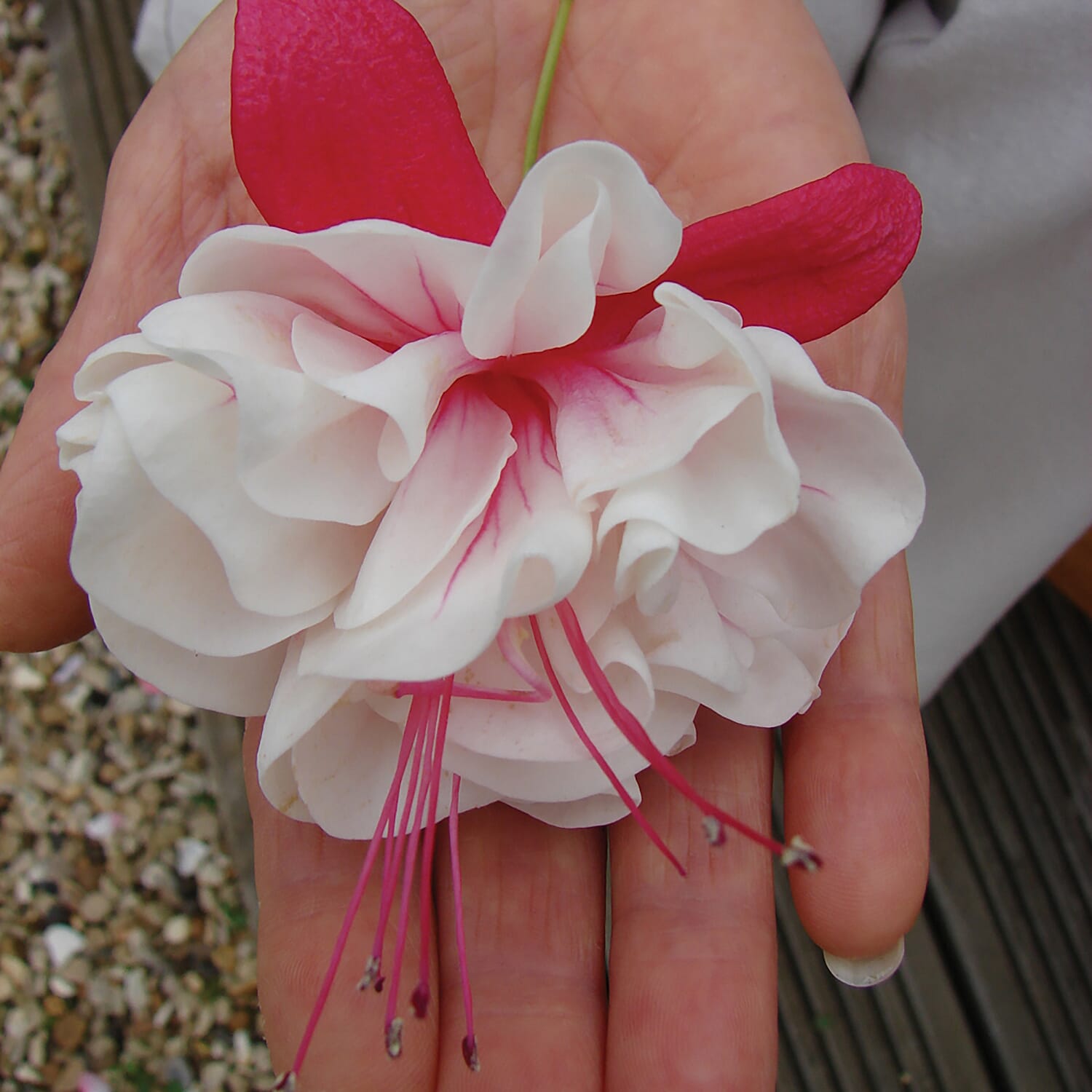 Collection of 12 Jumbo Fuchsia Plug Plants with Planters & 20L Compost