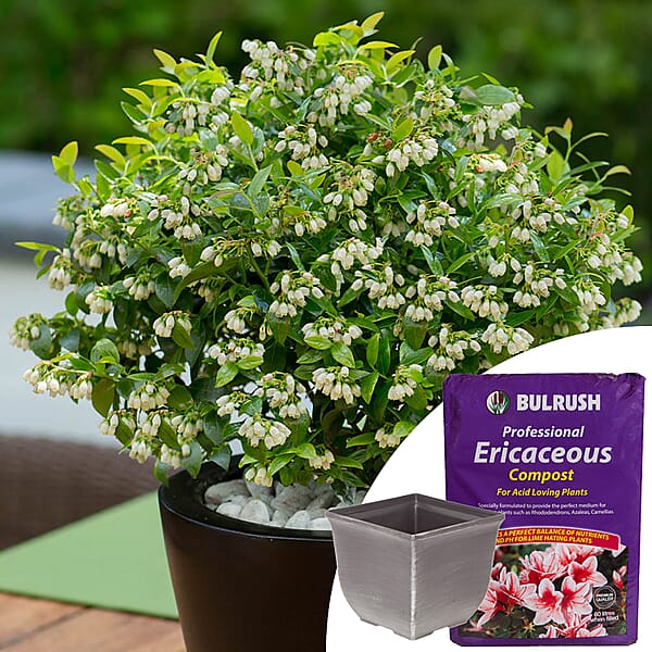 Pair of Blueberry Berrybux with Planters and Ericaceous Compost 60L