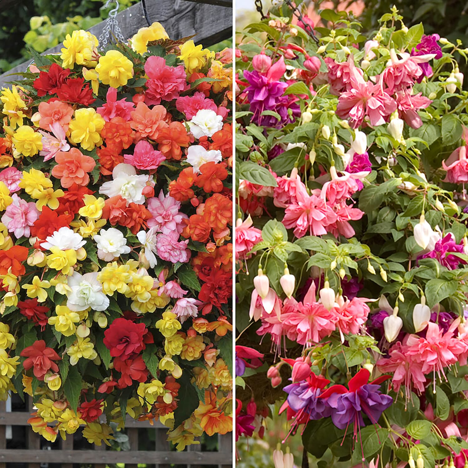 Summer Favourites - Giant Fuchsia & Begonia Double Colour Cascade Plug Plants x 24