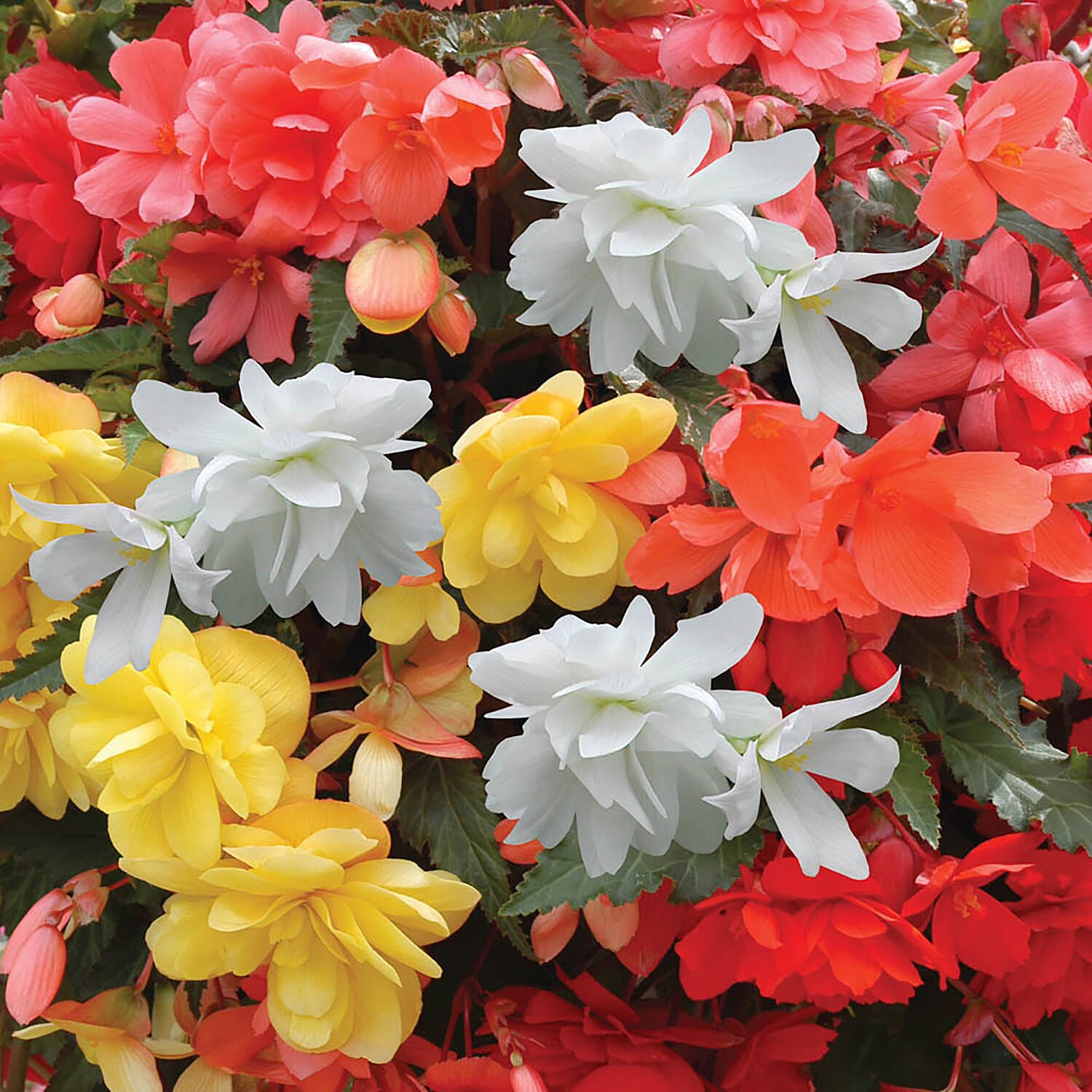 Summer Favourites - Giant Fuchsia & Begonia Double Colour Cascade Plug Plants x 24