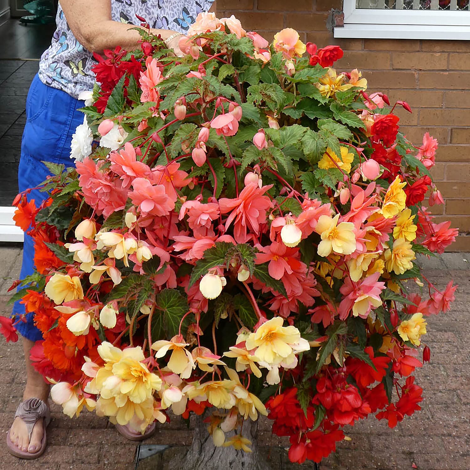 Summer Favourites - Giant Fuchsia & Begonia Double Colour Cascade Plug Plants x 24