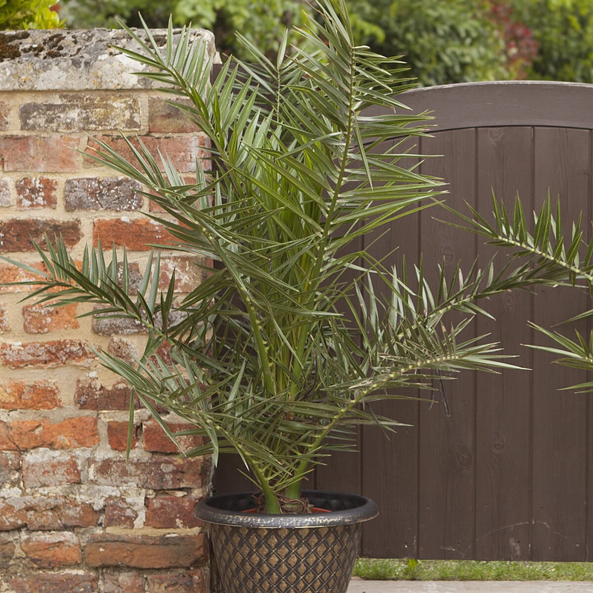 Pair of Phoenix Palms 60cm Tall