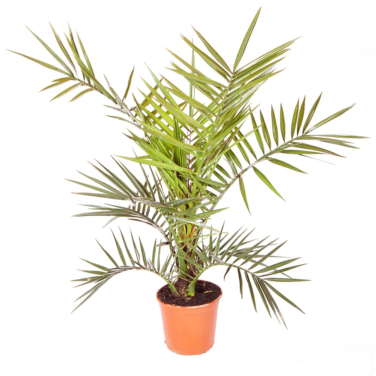 Pair of Phoenix Palms 60cm Tall