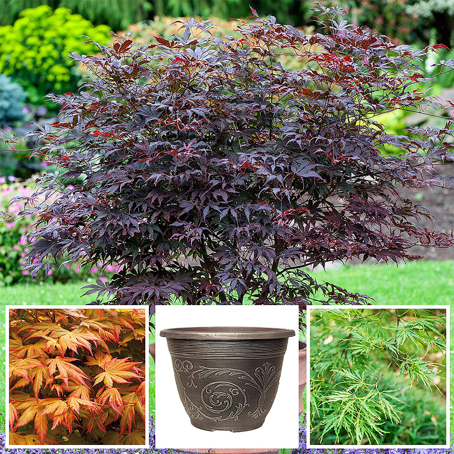 3 Acers Collection with 3 Classic Planters