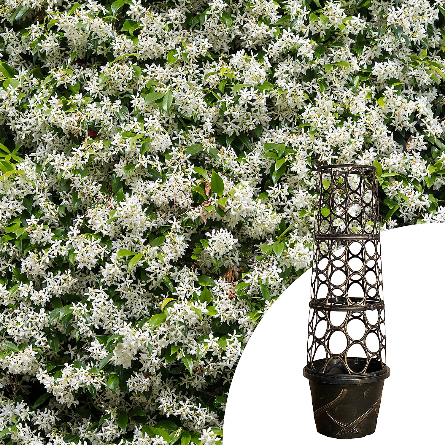 Tower Pot & Star Jasmine (Trachelospermum Jasminoides)