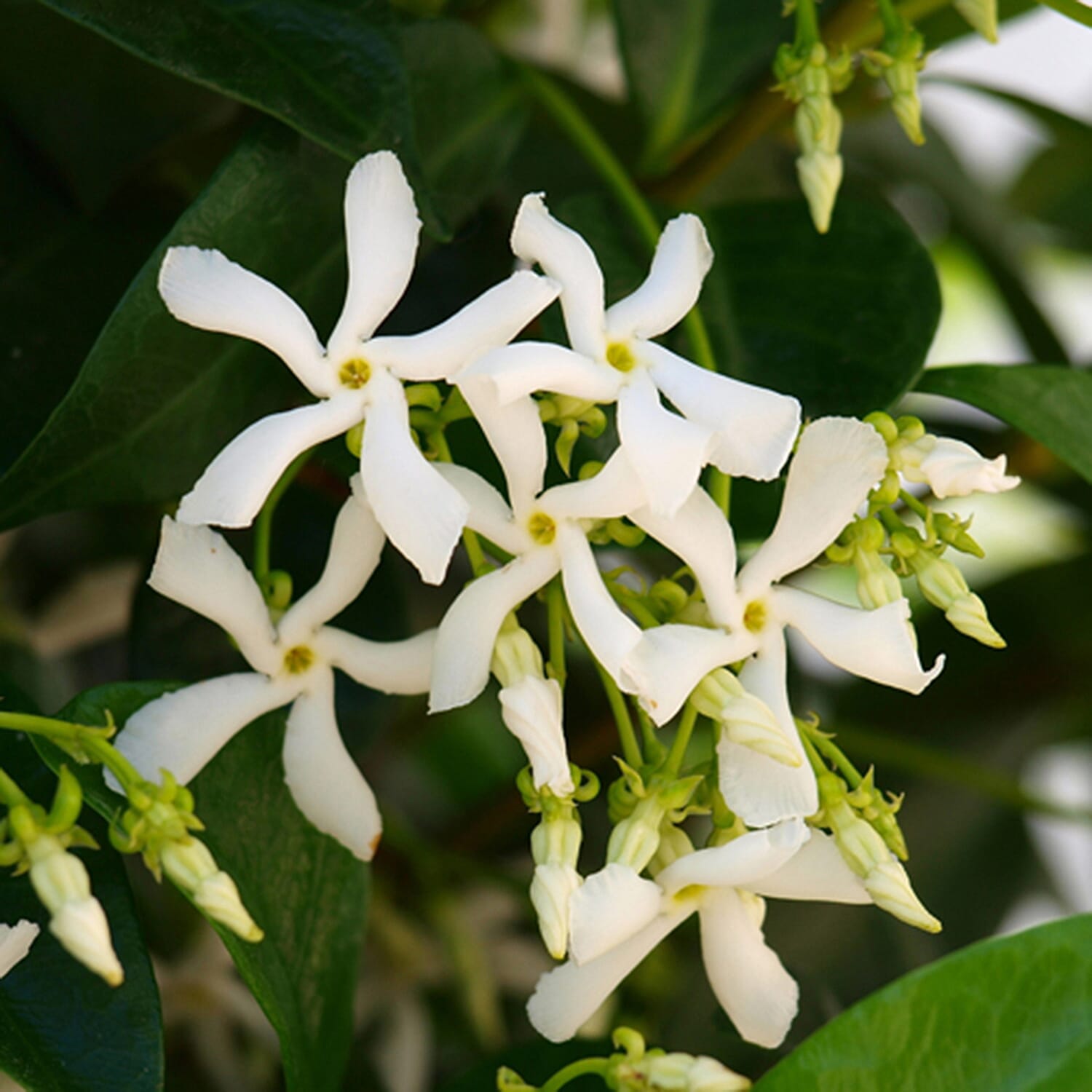 Tower Pot & Star Jasmine (Trachelospermum Jasminoides)