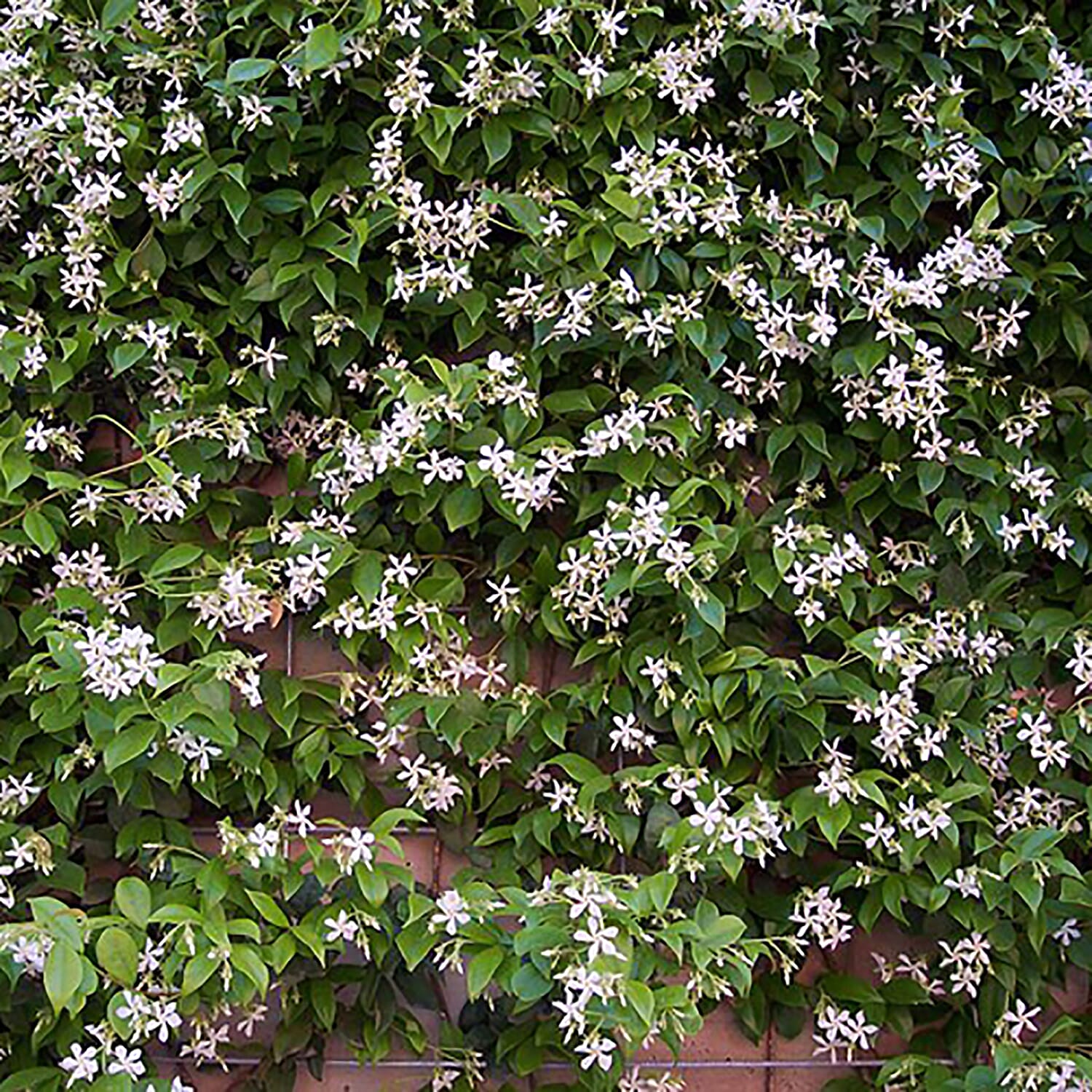 Tower Pot & Star Jasmine (Trachelospermum Jasminoides)