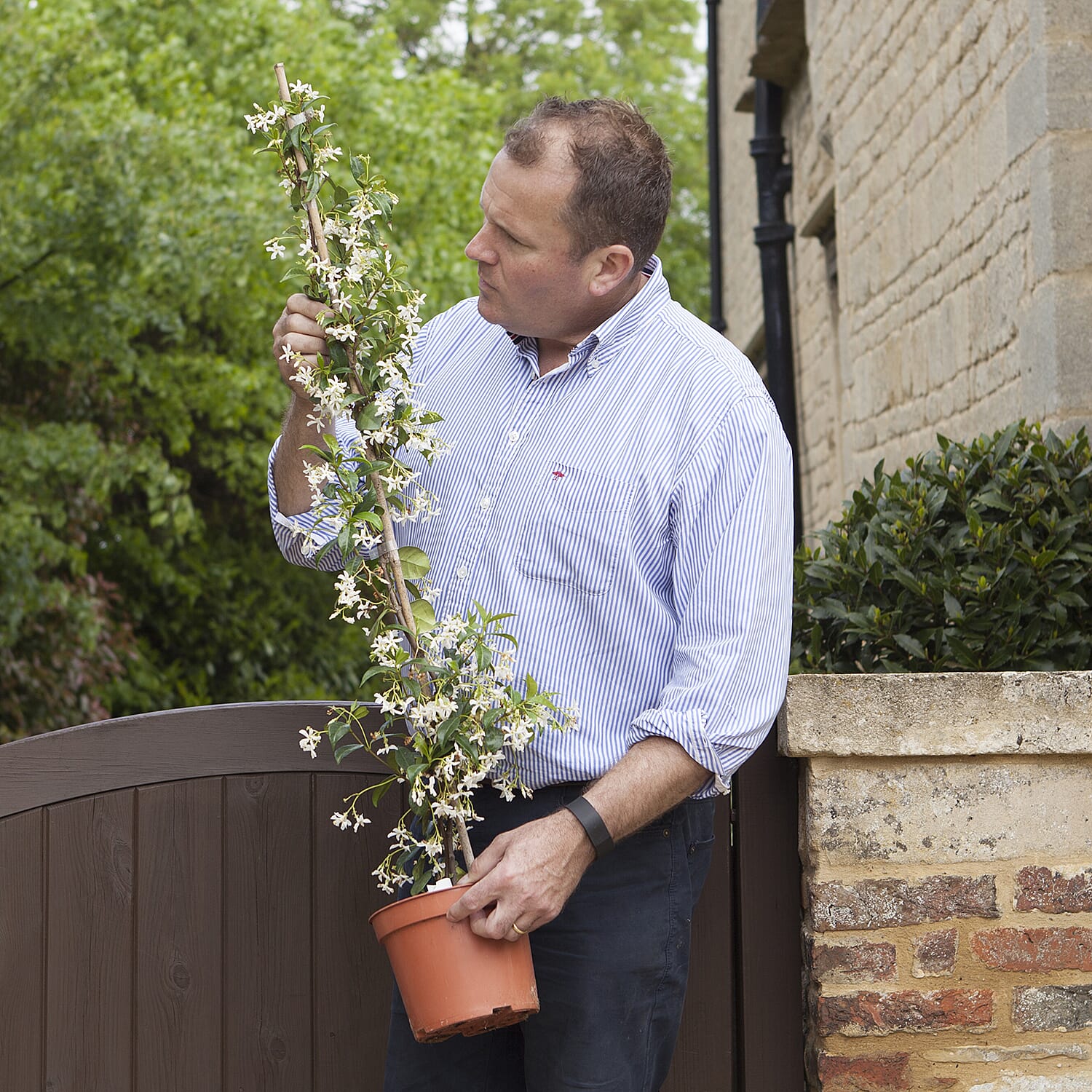 Tower Pot & Star Jasmine (Trachelospermum Jasminoides)