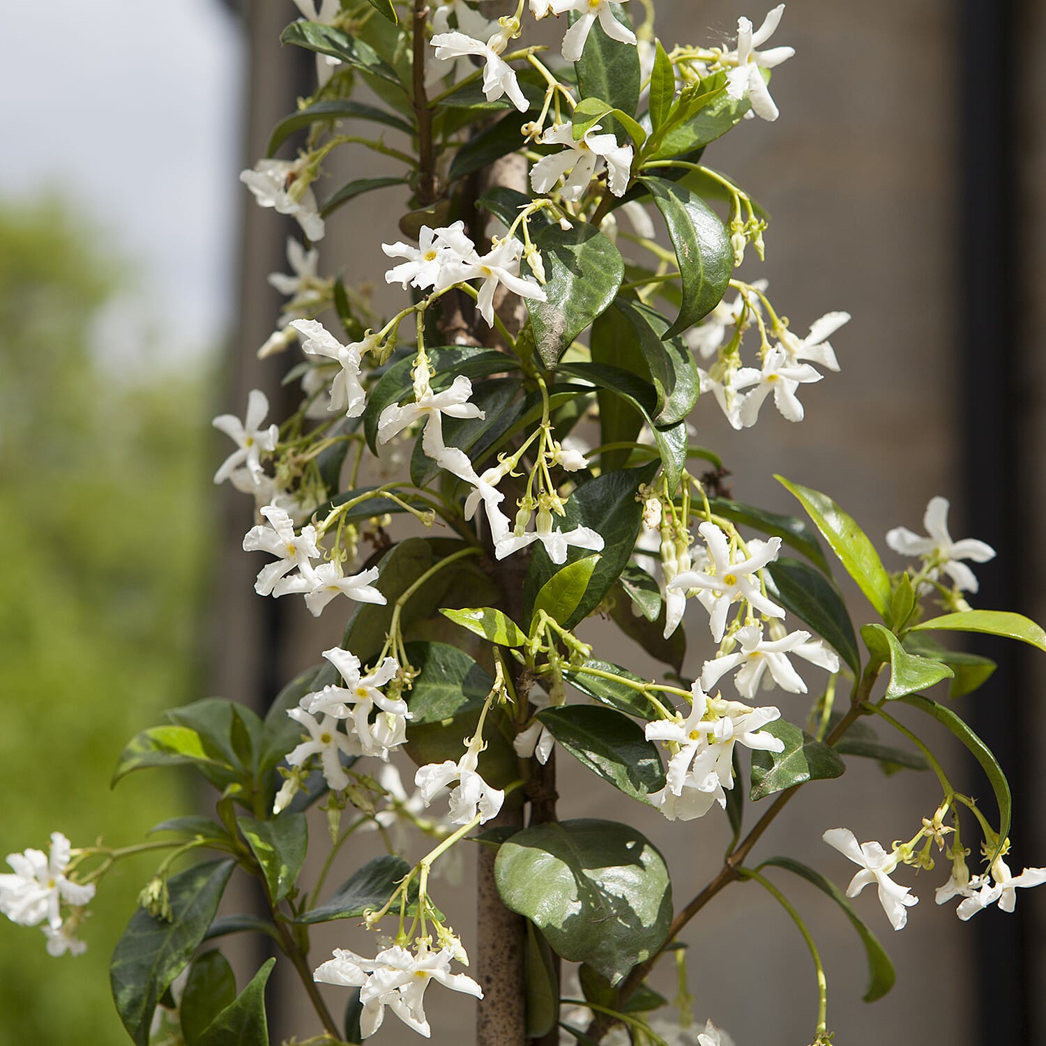 Tower Pot & Star Jasmine (Trachelospermum Jasminoides)