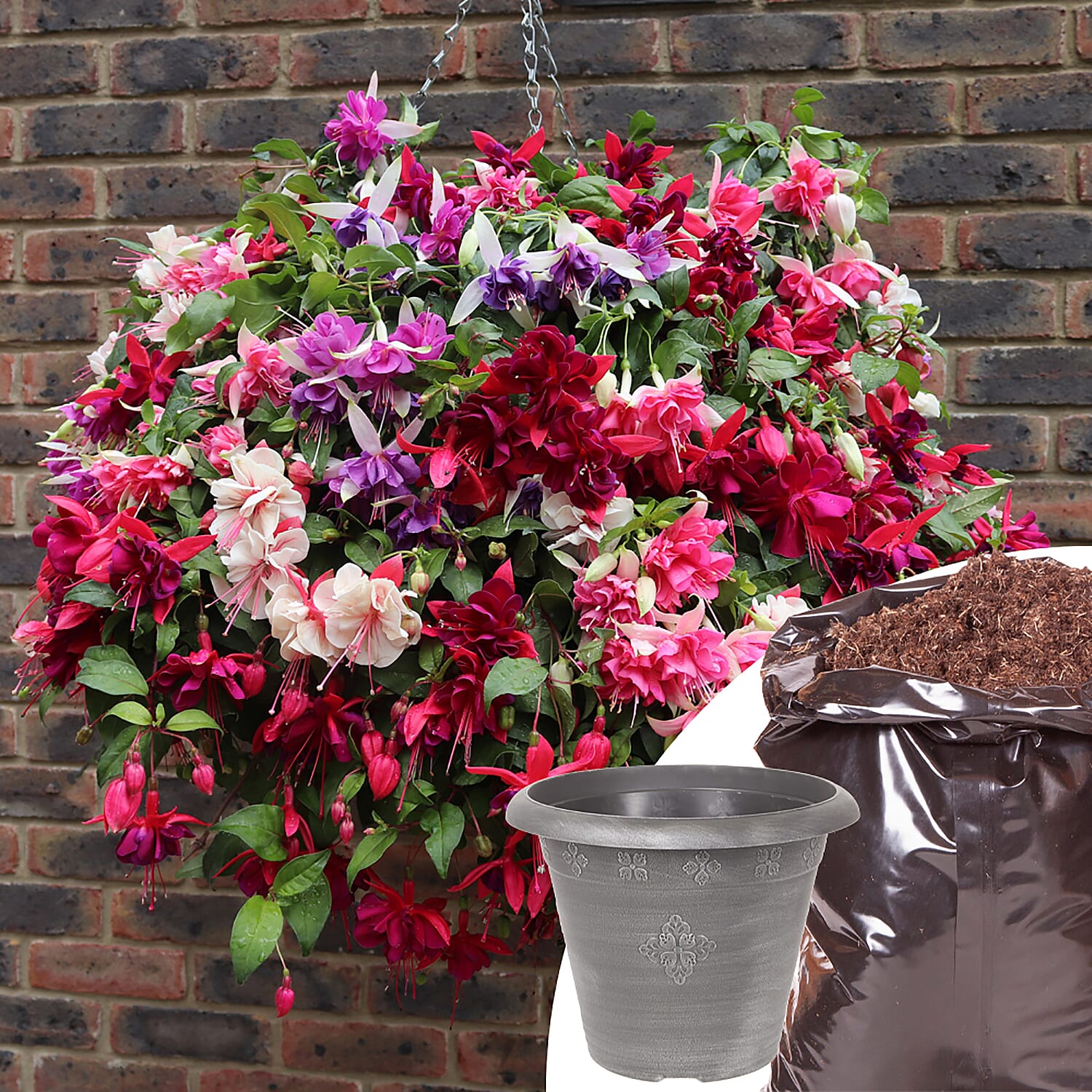 Collection of 12 Giant Fuchsia Plug Plants, with Large Silver Planters and Compost 40L