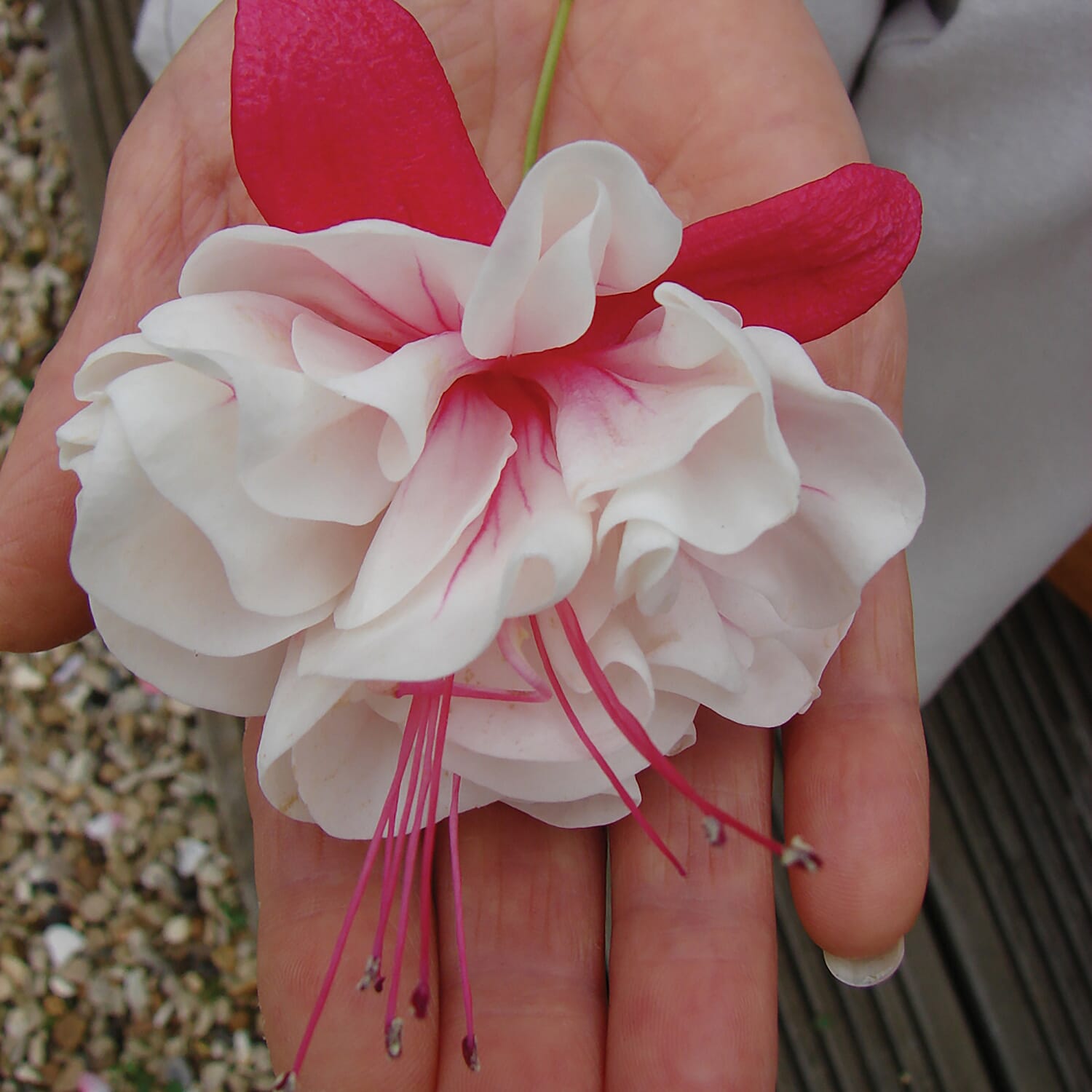 Collection of 12 Giant Fuchsia Plug Plants, with Large Silver Planters and Compost 40L