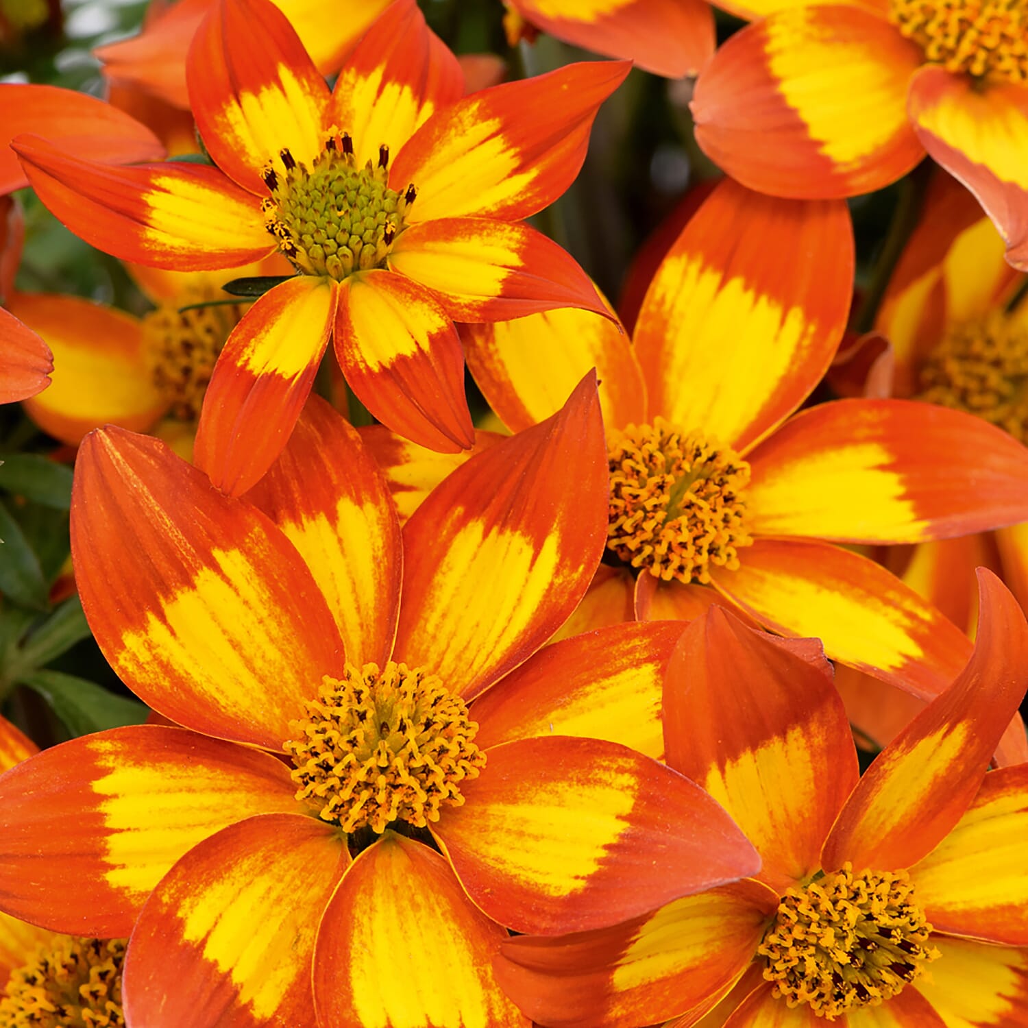 12 Bidens Hawaiian Flare Plug Plants