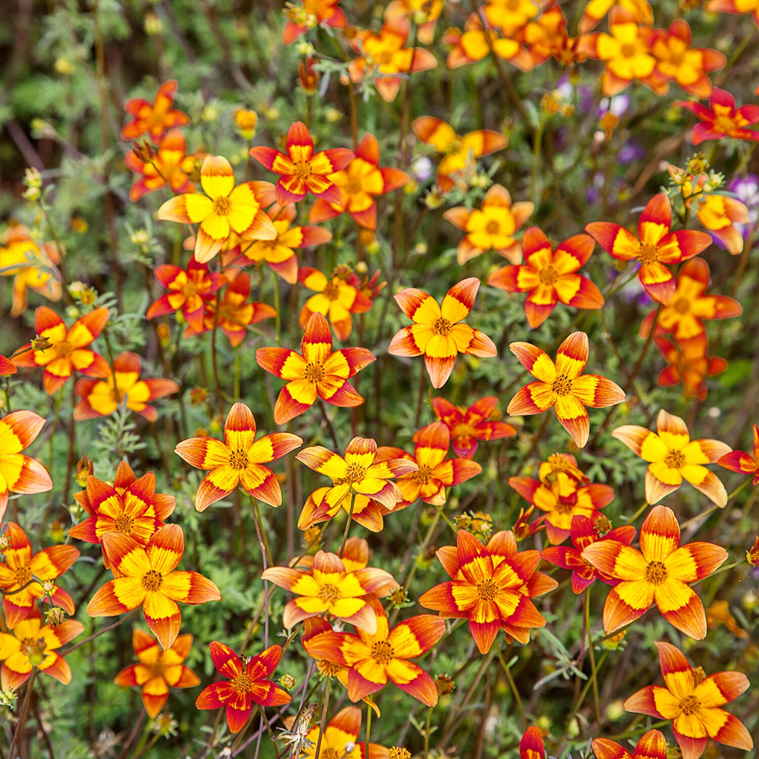 12 Bidens Hawaiian Flare Plug Plants