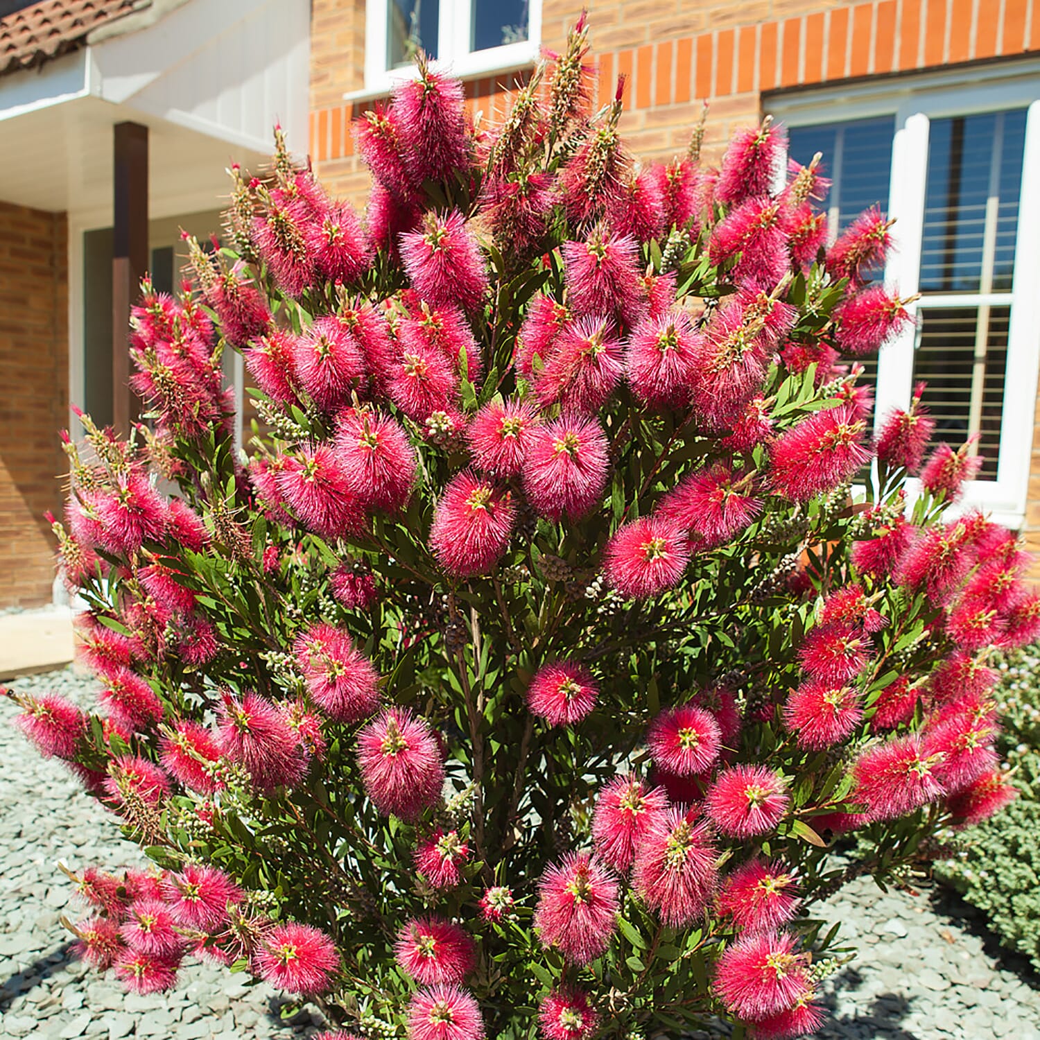 Callistemon Citrinus in 2.5L in Pot