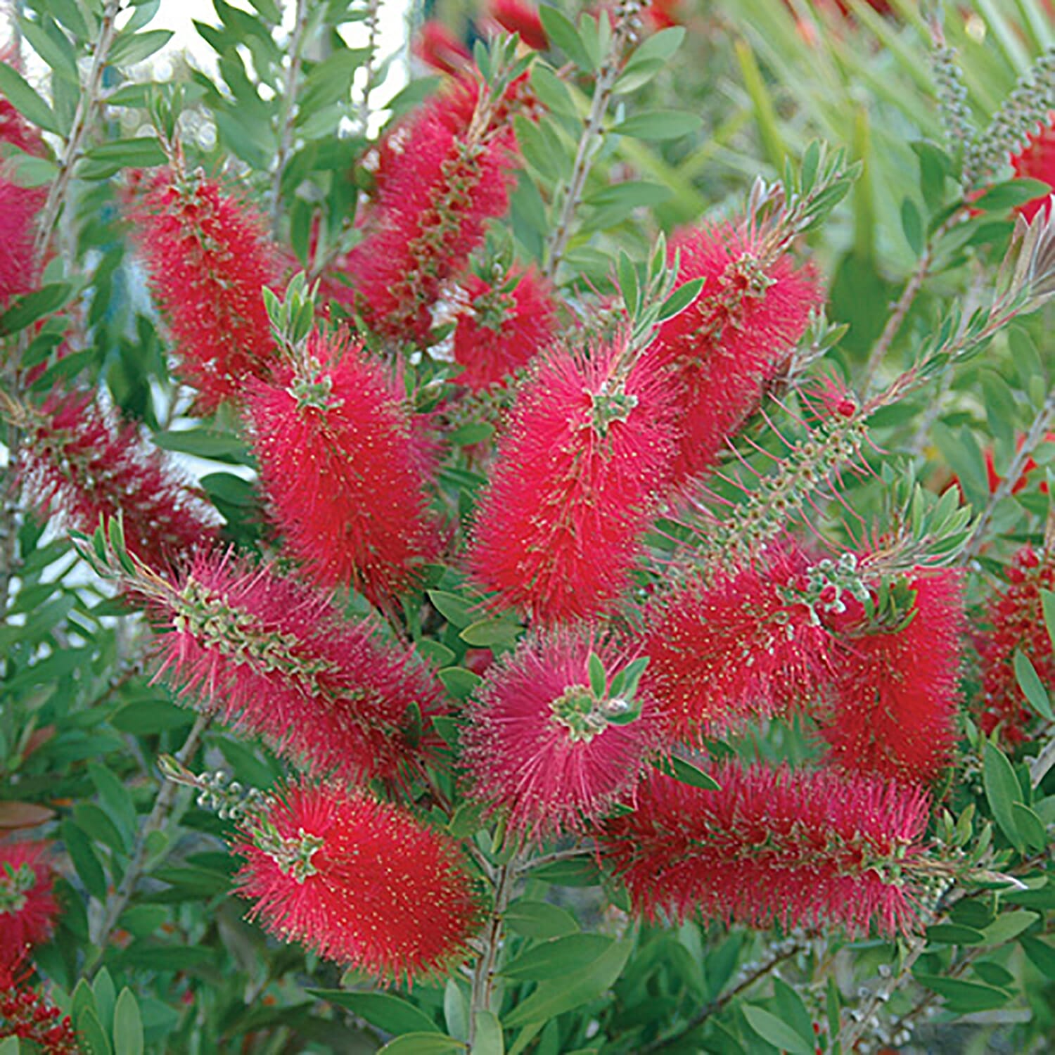 Callistemon Citrinus in 2.5L in Pot