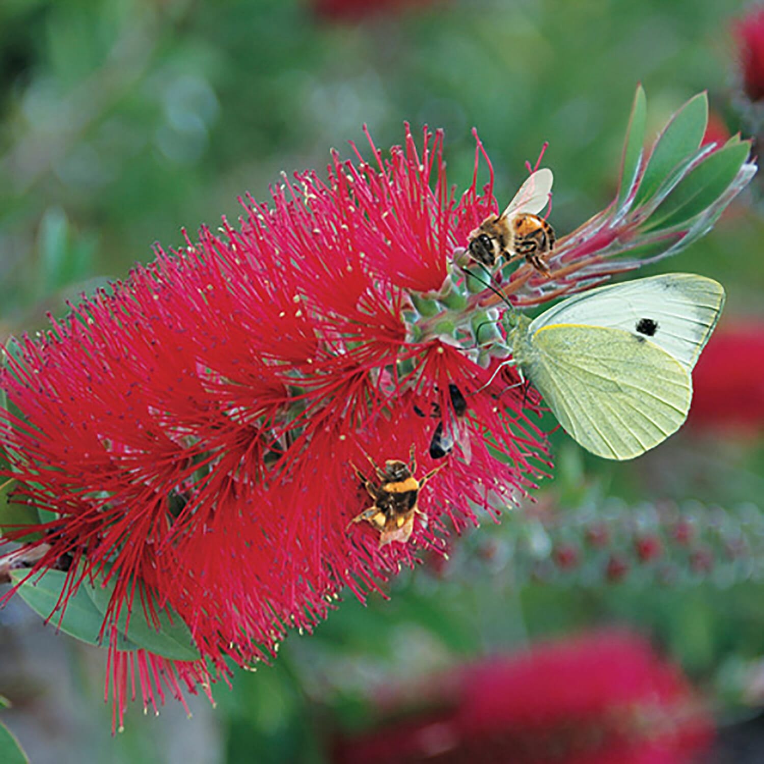 Callistemon Citrinus in 2.5L in Pot