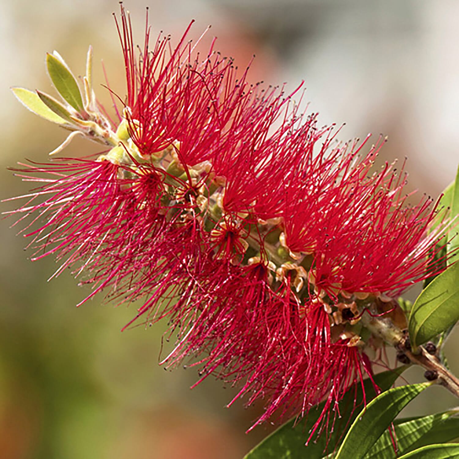Callistemon Citrinus in 2.5L in Pot