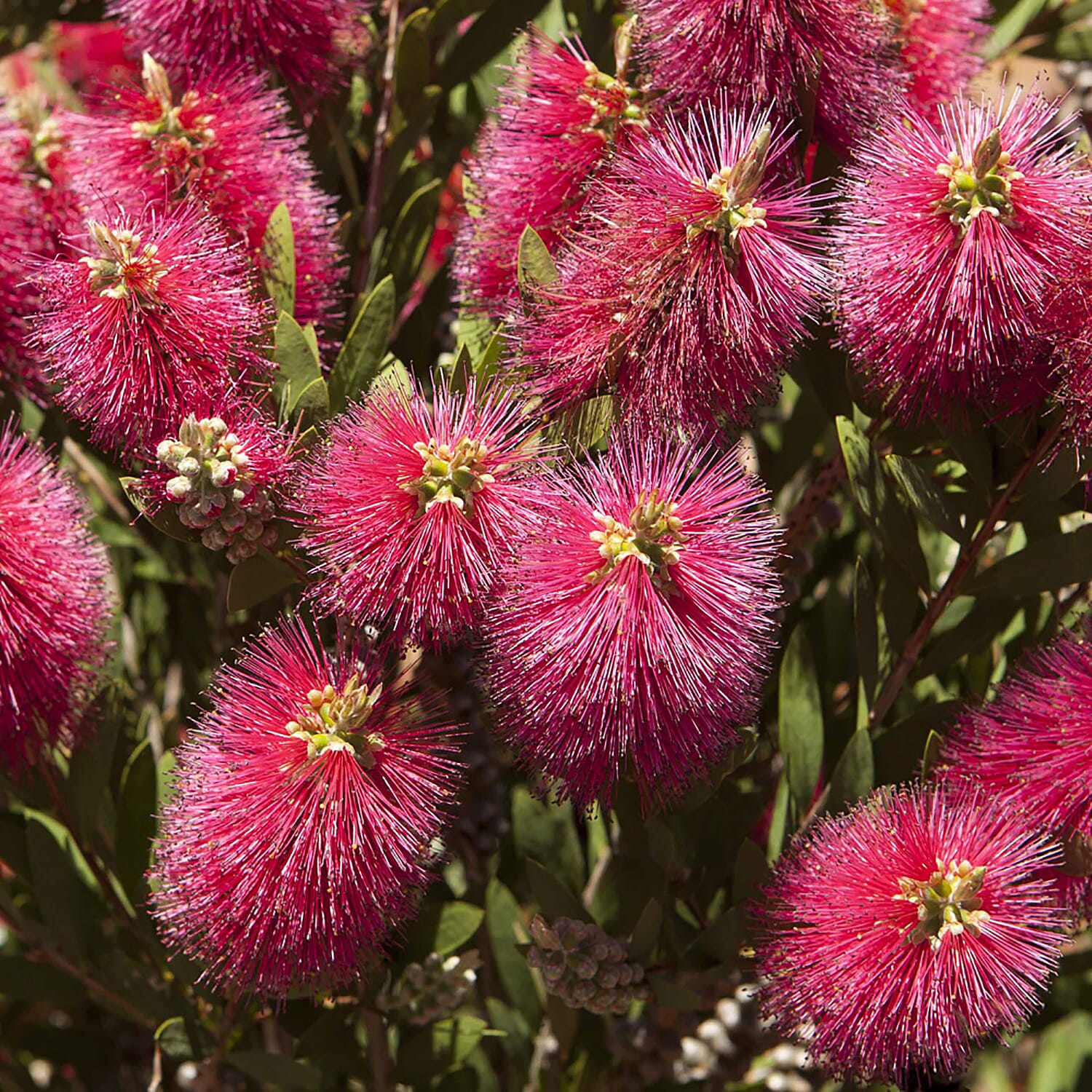 Callistemon Citrinus in 2.5L in Pot