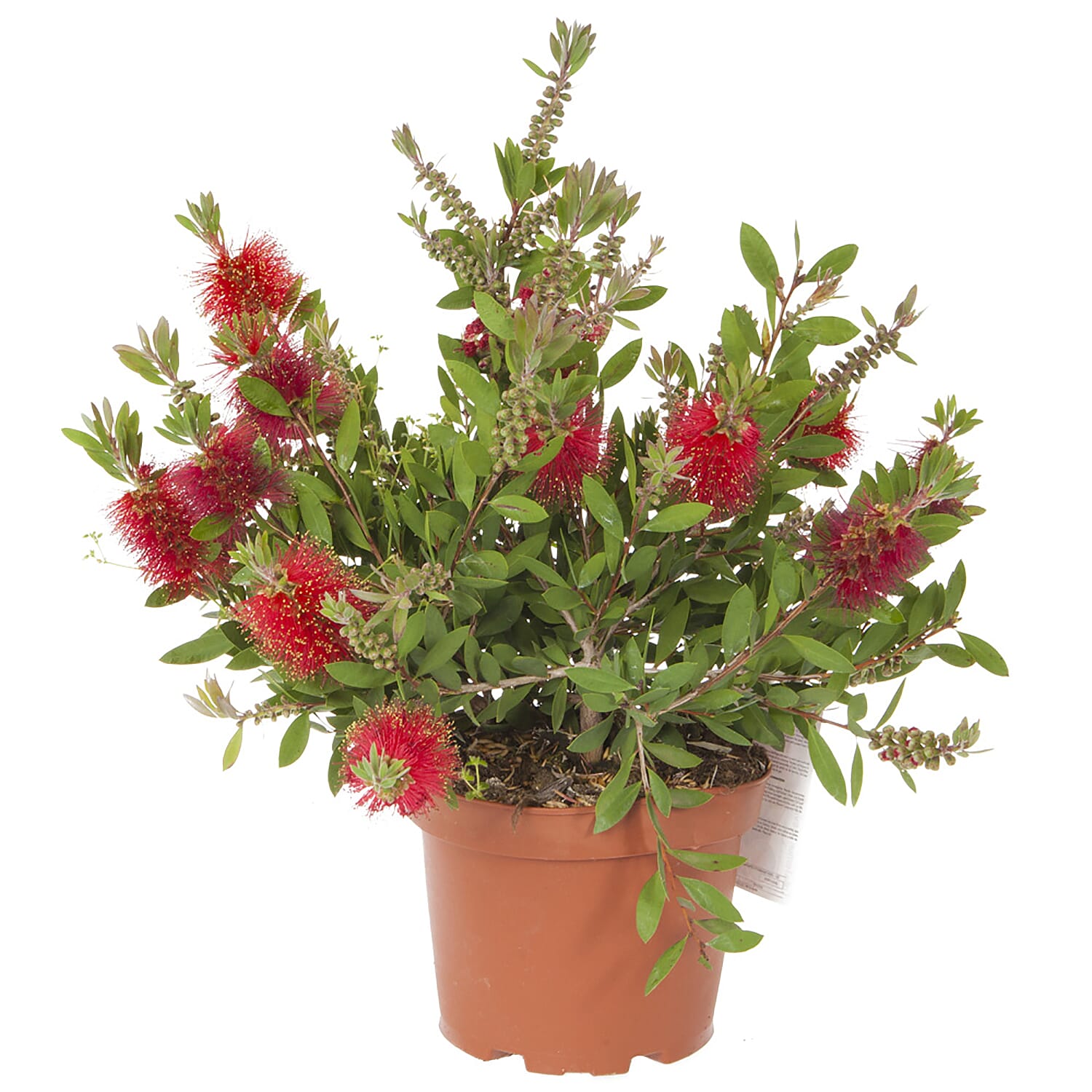 Callistemon Citrinus in 2.5L in Pot
