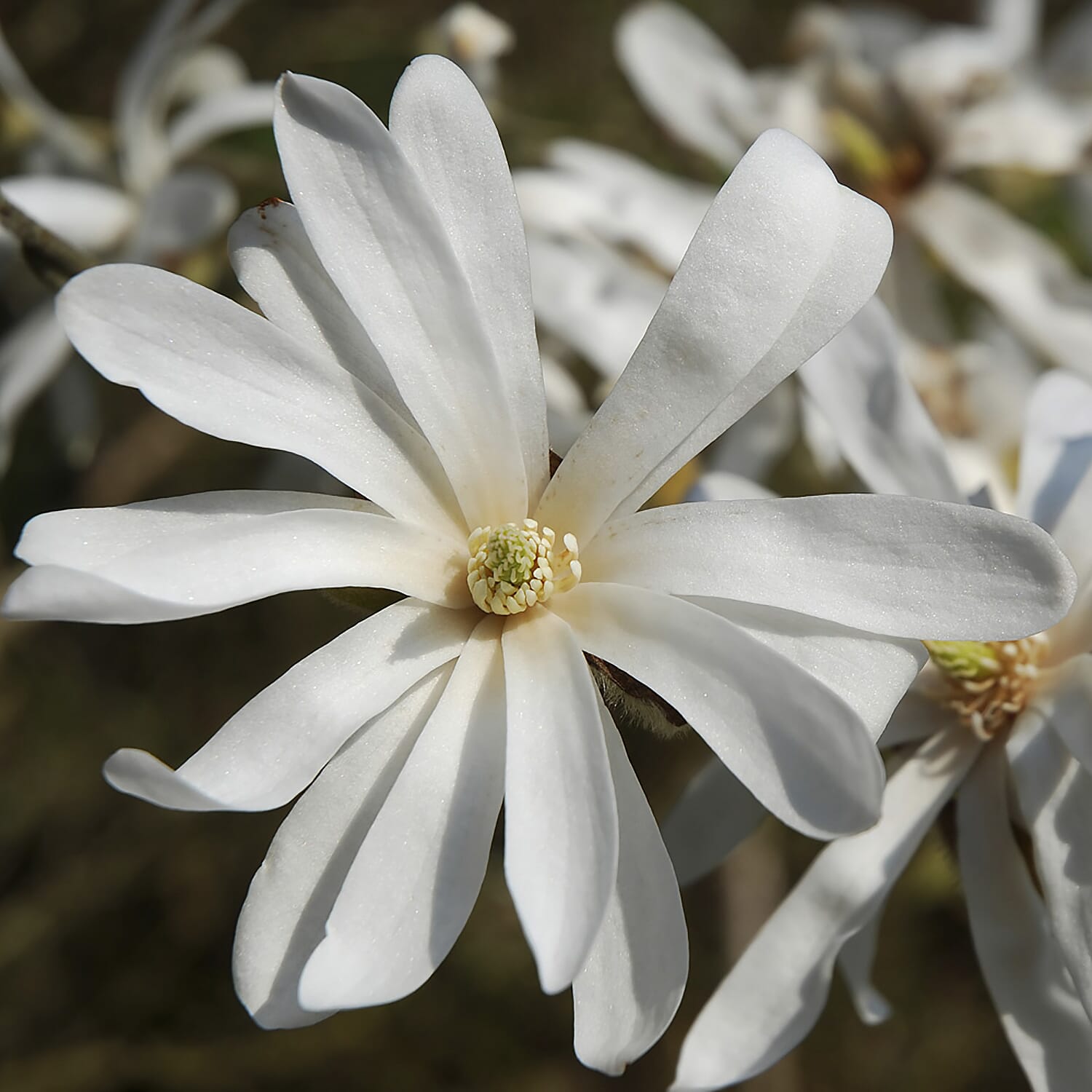 Magnolia Stellata in 3L in Pot