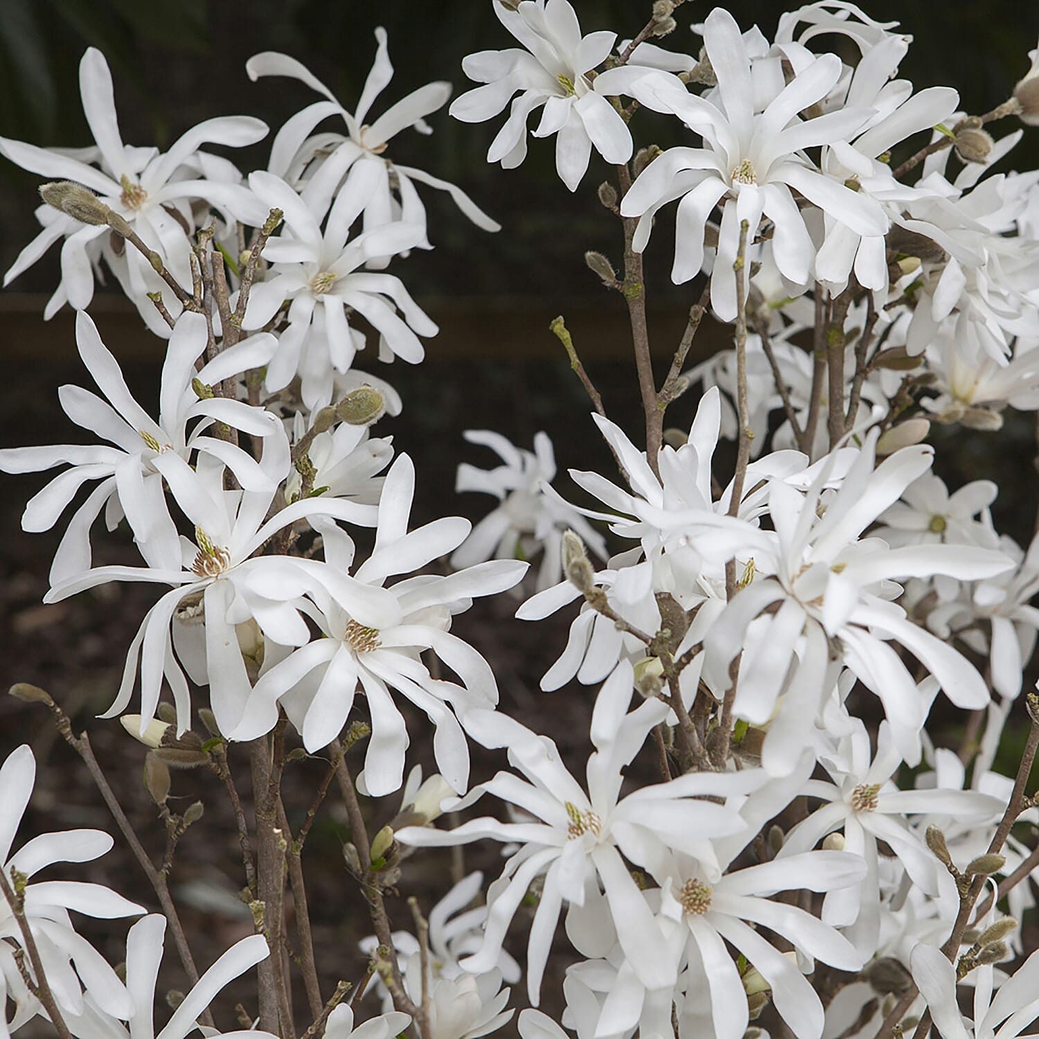 Magnolia Stellata in 3L in Pot
