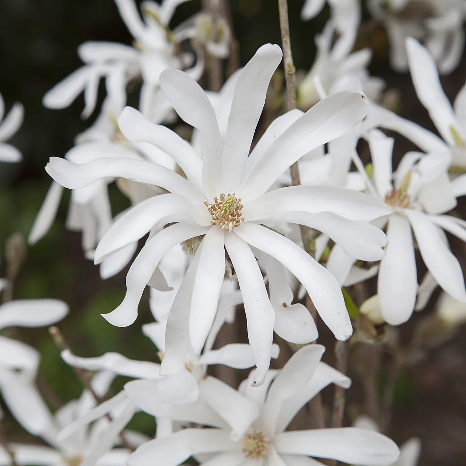 Magnolia Stellata in 3L in Pot