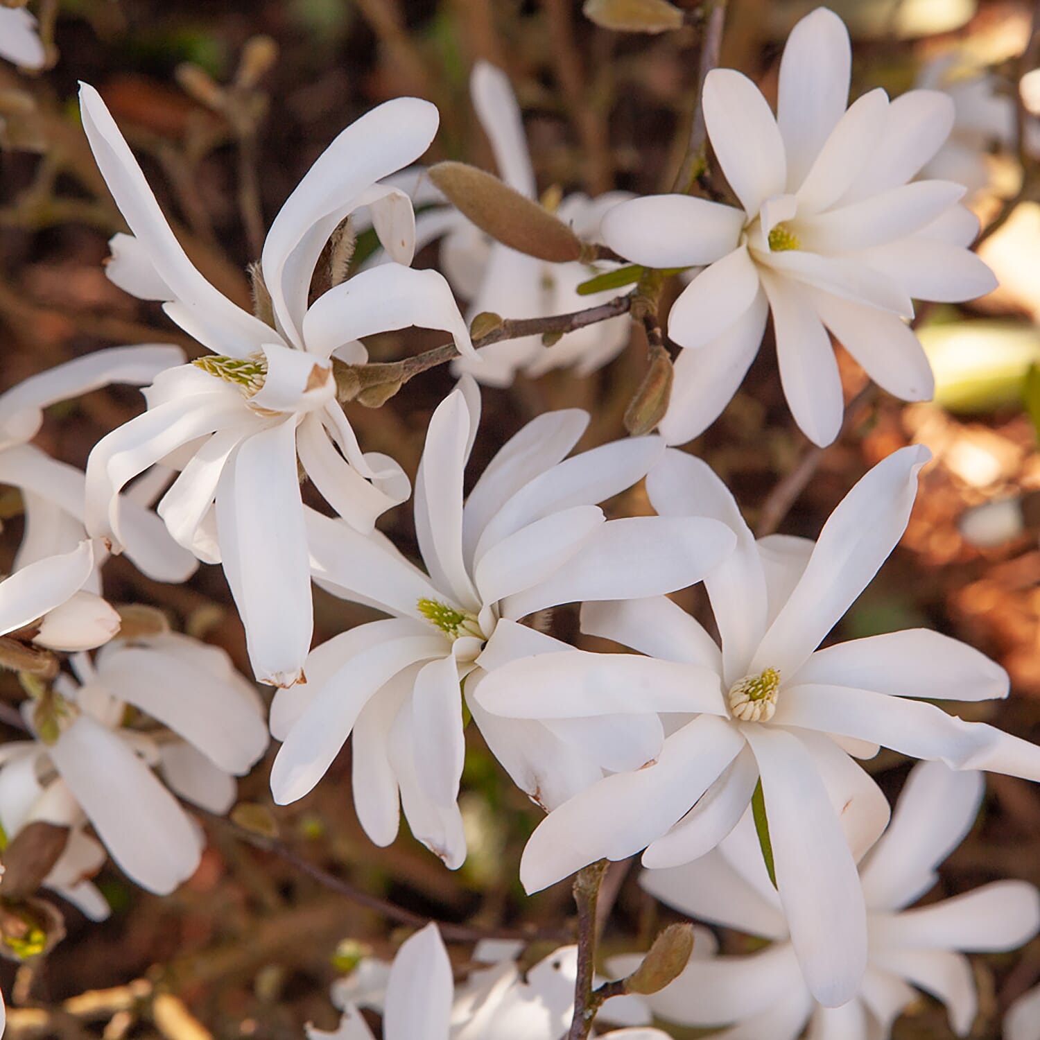 Magnolia Stellata in 3L in Pot