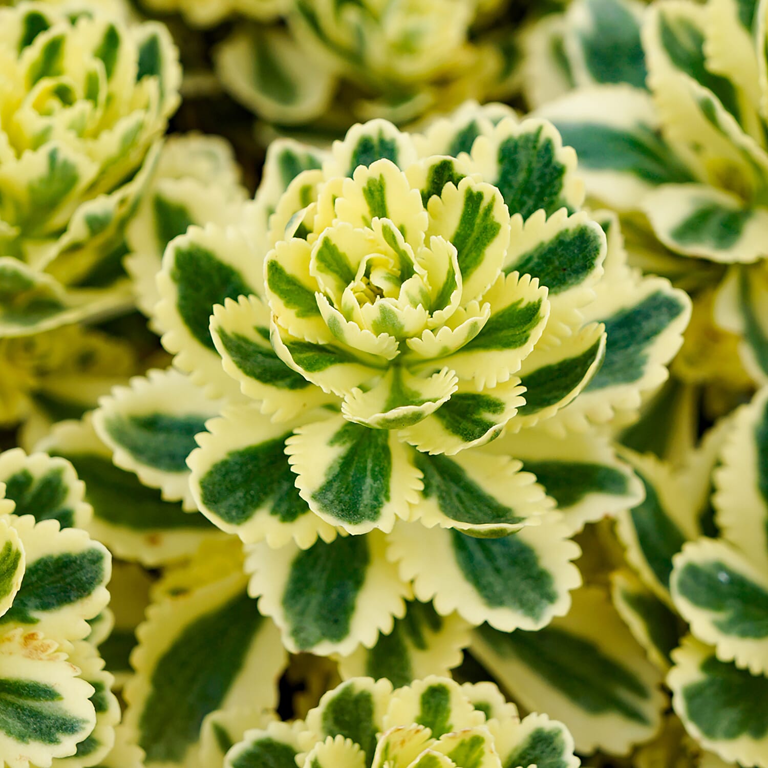 Pack of 3 Sedum Atlantis in 9cm Pots
