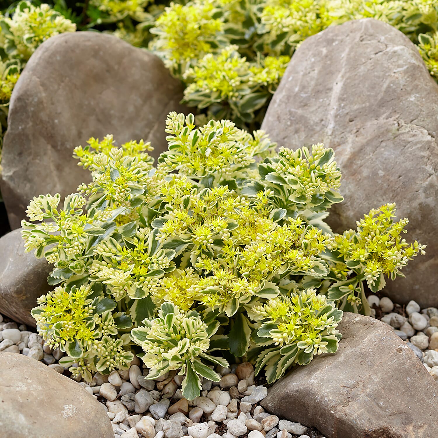 Pack of 3 Sedum Atlantis in 9cm Pots