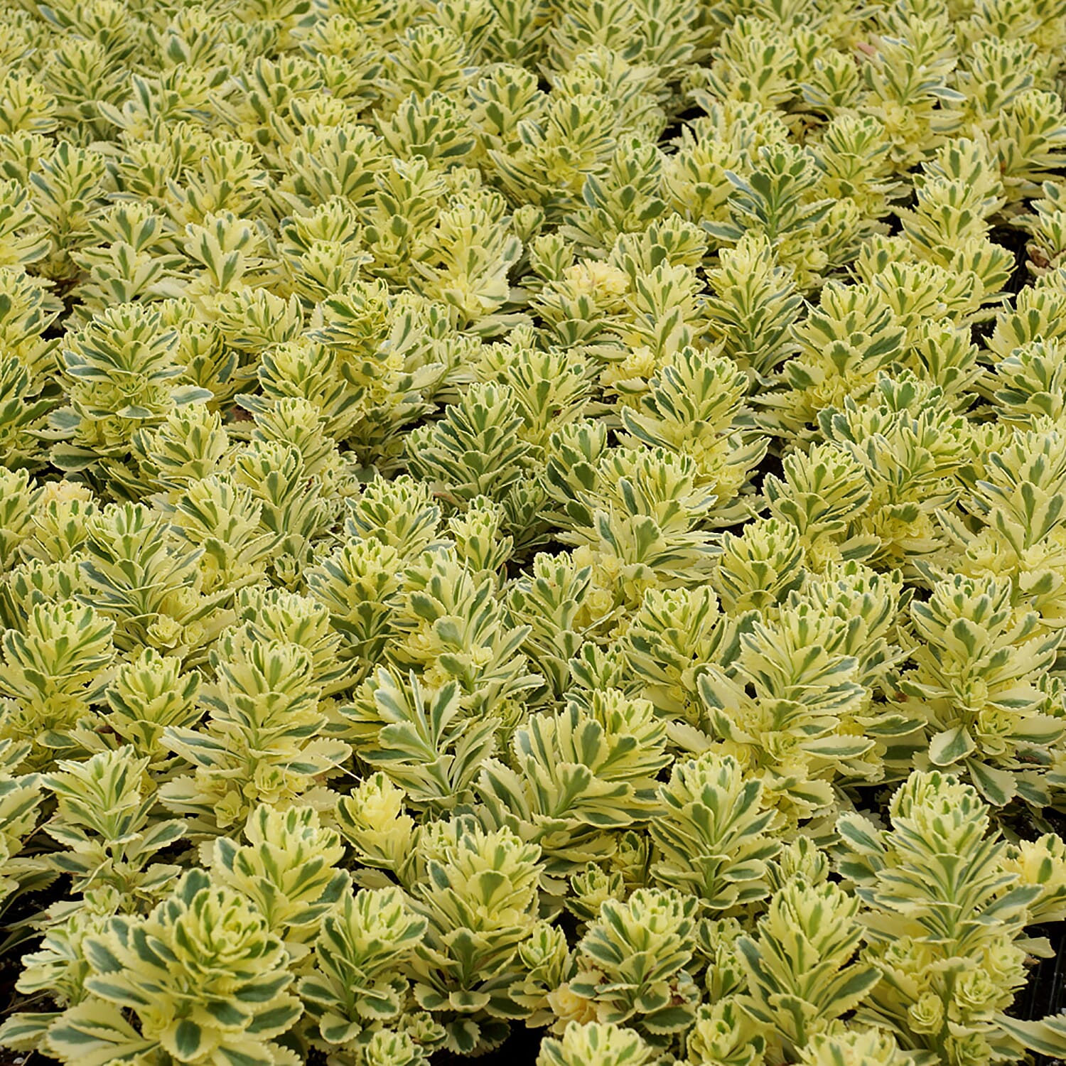 Pack of 3 Sedum Atlantis in 9cm Pots