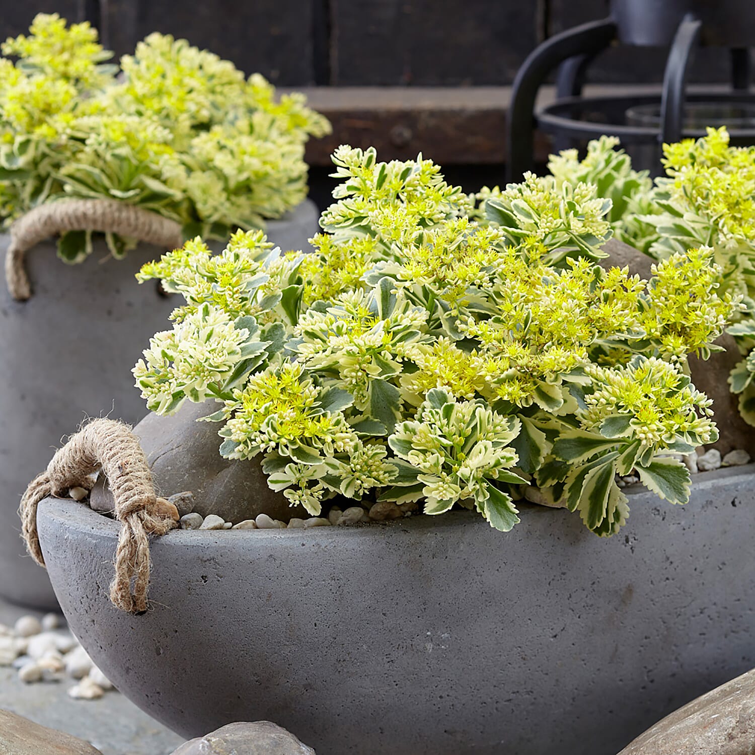 Pack of 3 Sedum Atlantis in 9cm Pots