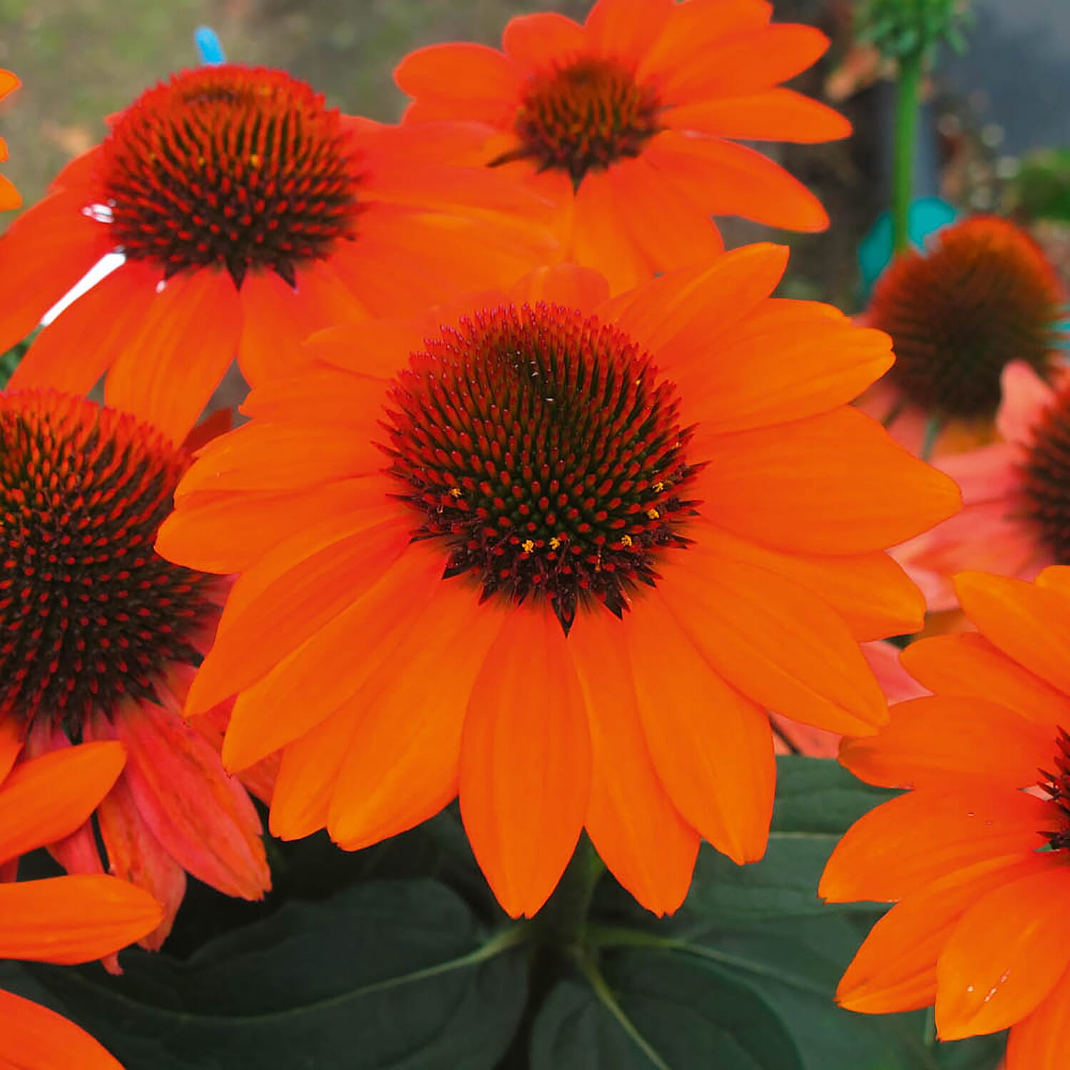 3 Echinacea Papallo Orange in 9cm Pots - Hardy Perennials